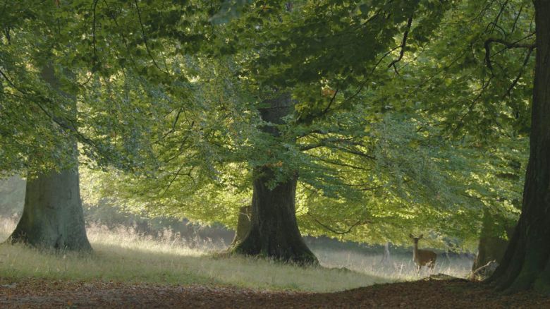 Das Geheime Leben Der Baume 3 <i>Das geheime Leben der Bäume</i> [Ağaçların Gizli Yaşamı] (2020) filminden bir kare ©Global Screen