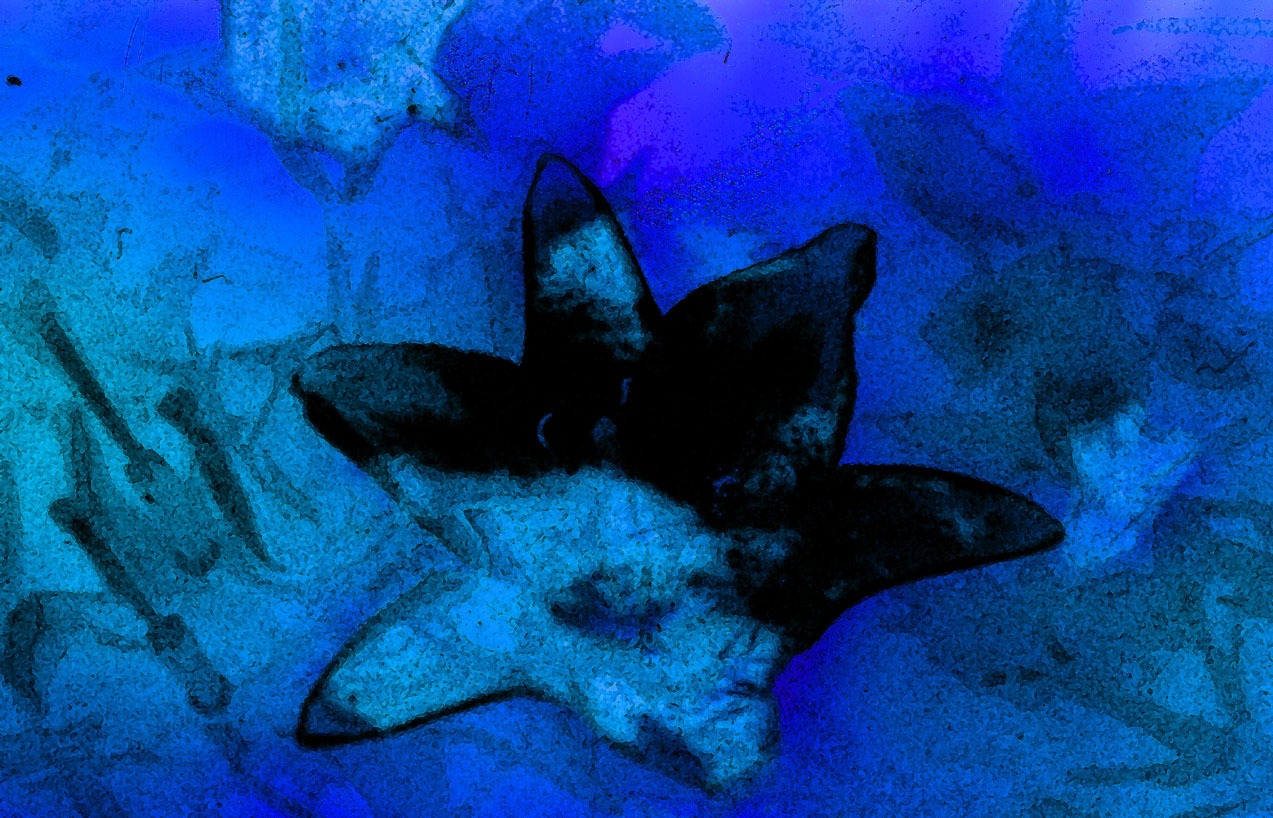 Şu Gözenekli Yeryüzü Gösterim: Blue Monet [Mavi Monet]