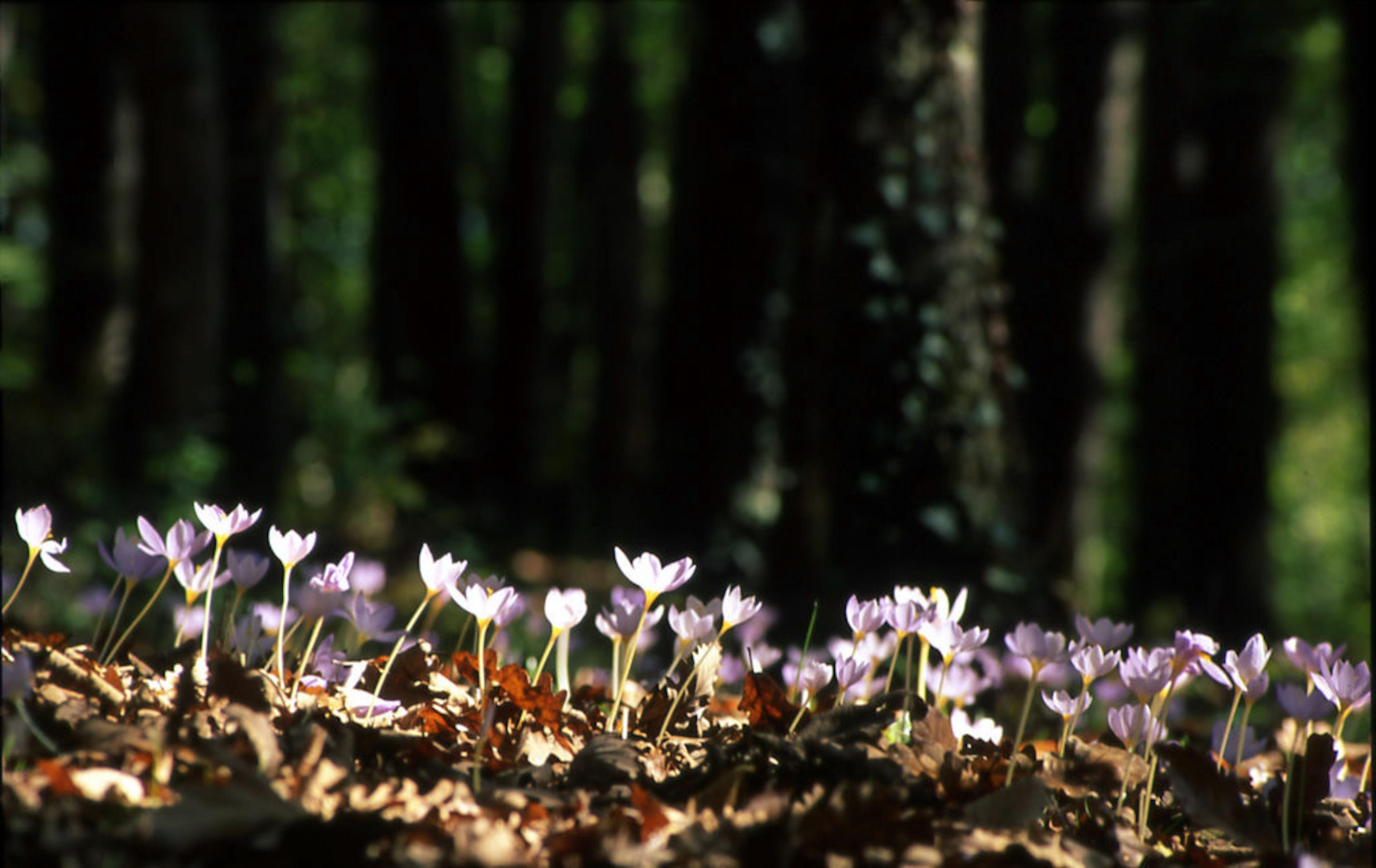 Photograph from Belgrad Forest: Ali Rıza Bilginer, 2002 Courtesy Flora Research Association