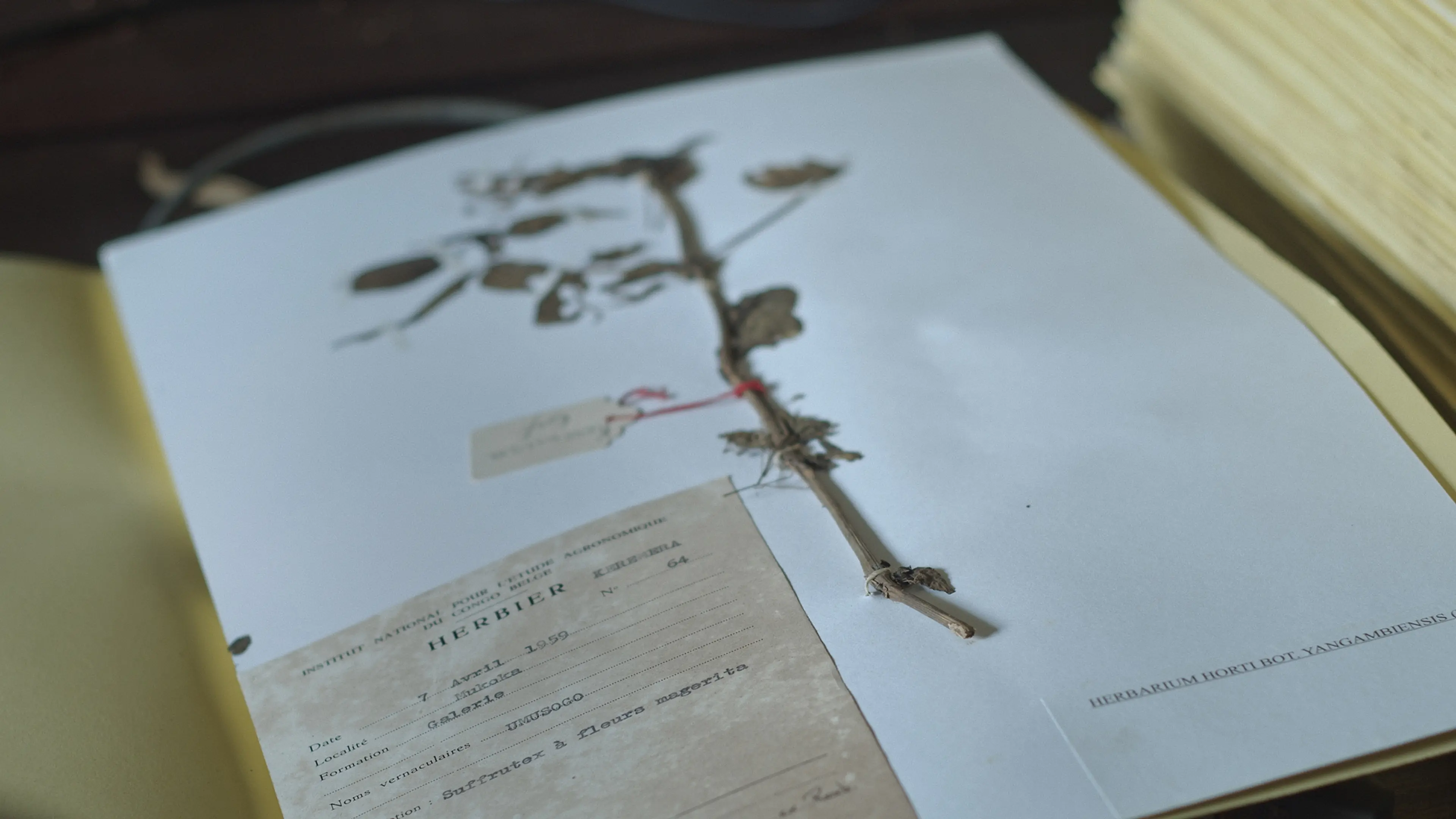 L’Arbre de l’Authenticité [Özgünlük Ağacı] (2025) filminden bir kare ©Rosa Spaliviero