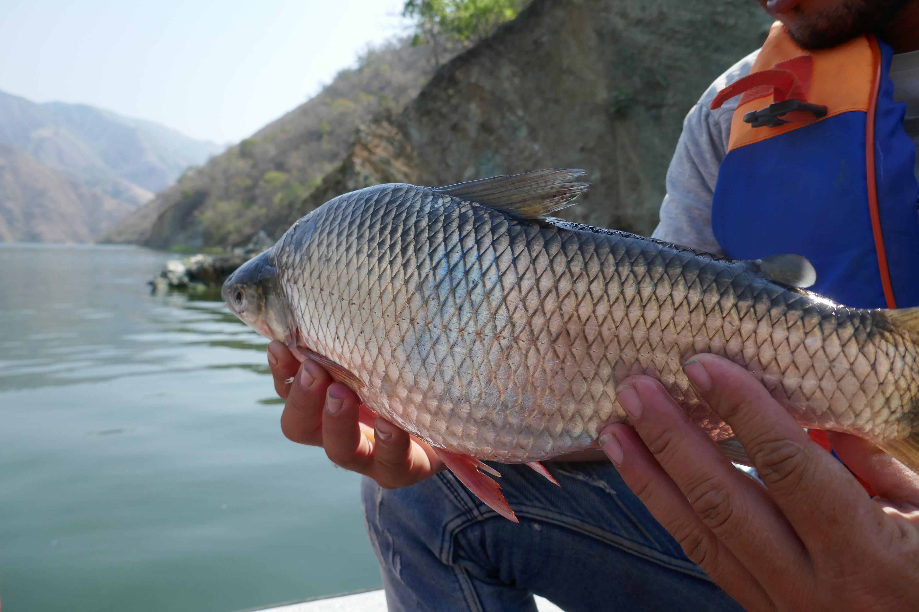 Soy el Río Cauca [Ben, Cauca Nehri] (2025) filminden bir kare