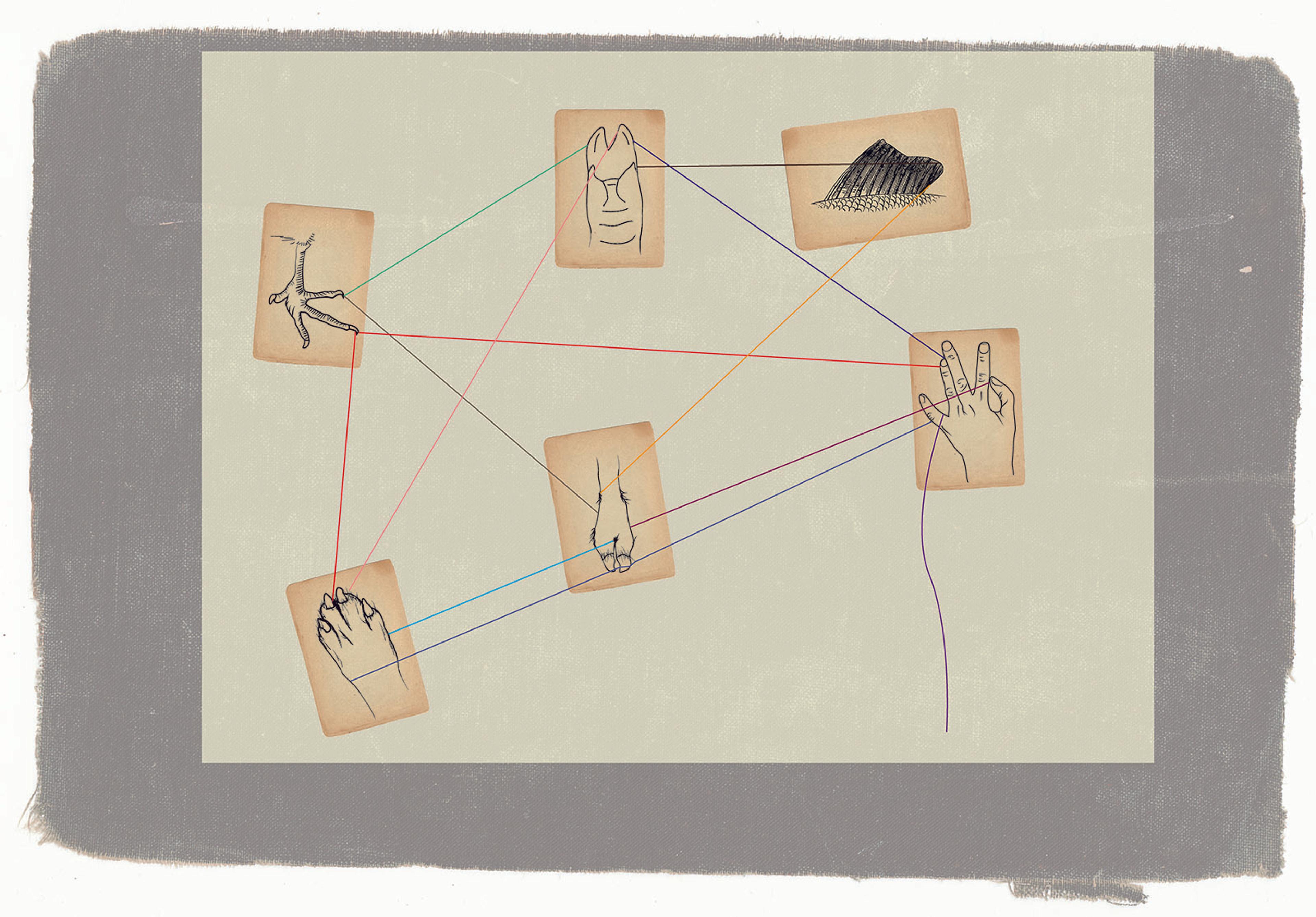 Nasser Mufti, Multispecies Cat’s Cradle , 2011