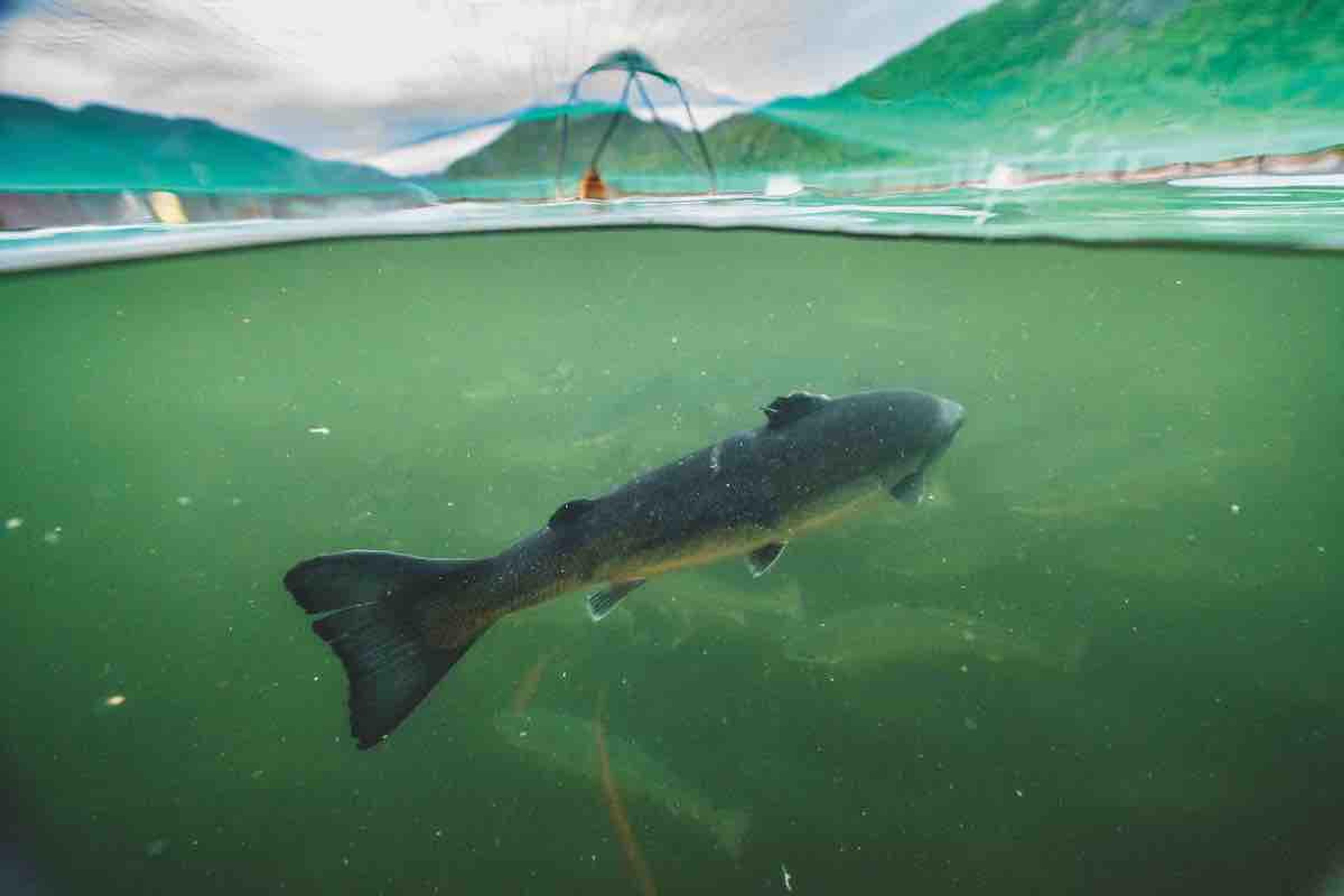 Artifishal (2019) filminden bir kare ©Patagonia