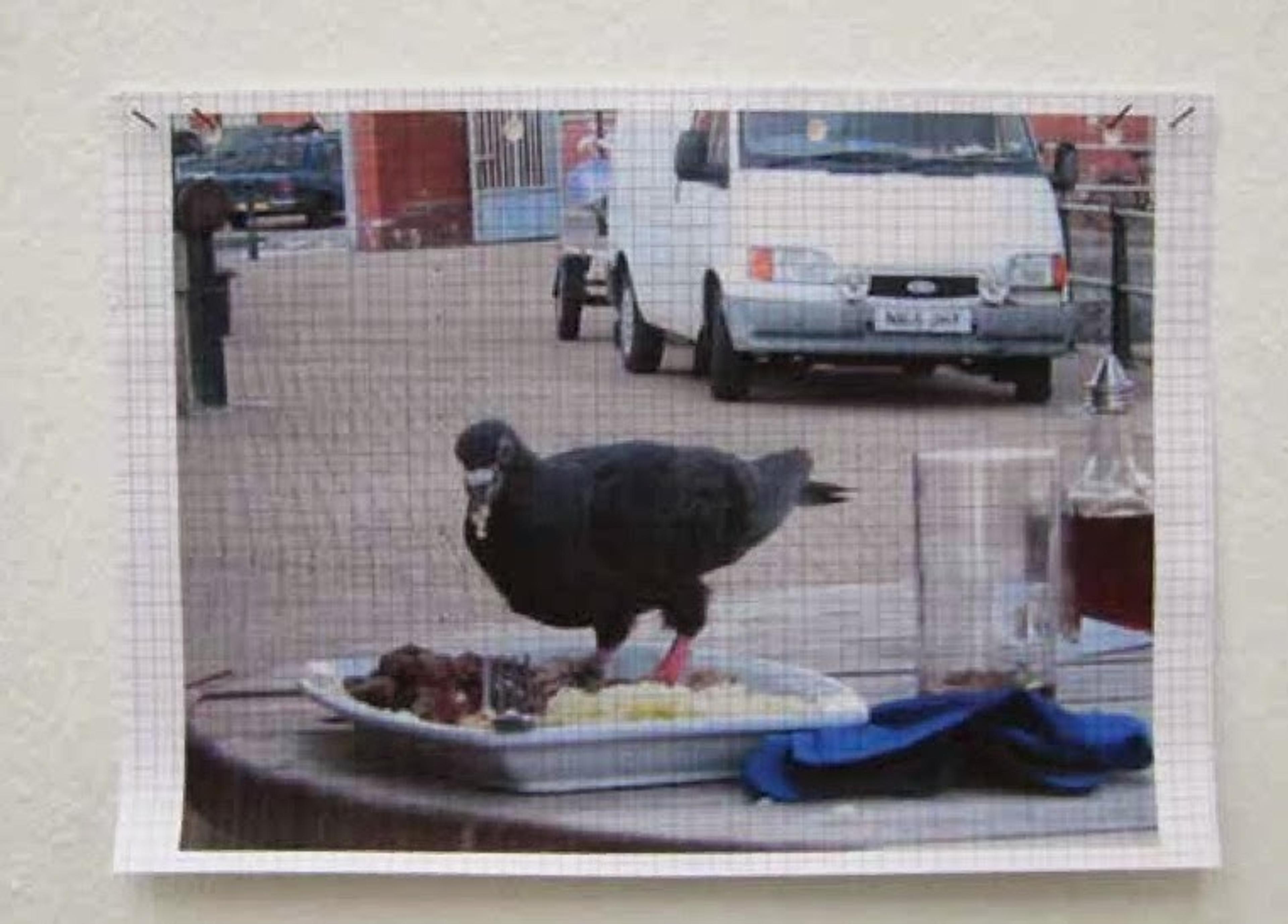 Can Altay, ‘This Pigeon went to the City’, ‘This Pigeon went to the Forest’, 2008 Künstlerhaus Bethanien, Berlin