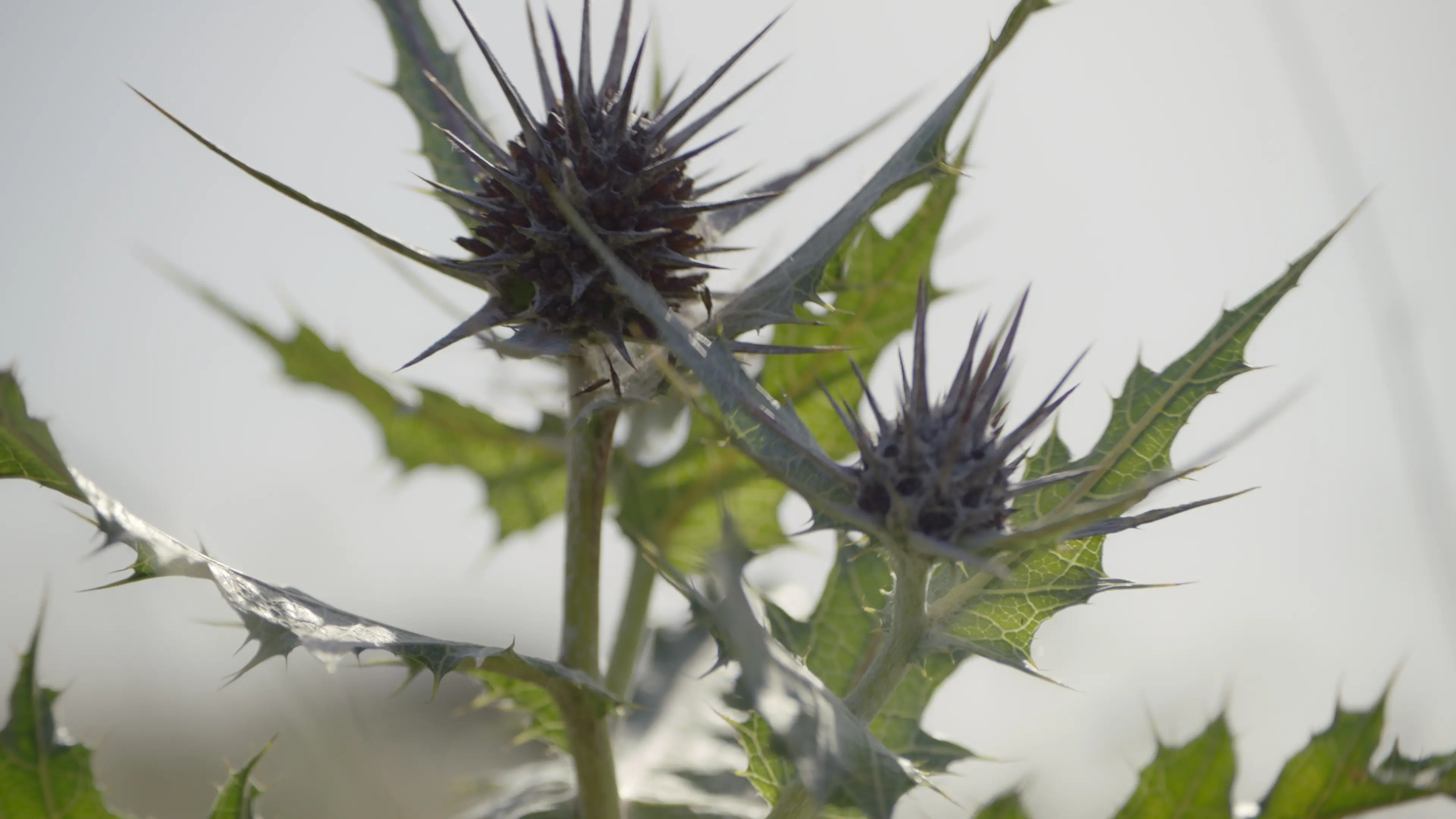 Foragers [Toplayıcılar] (2022) filminden bir kare ©Jumana Manna