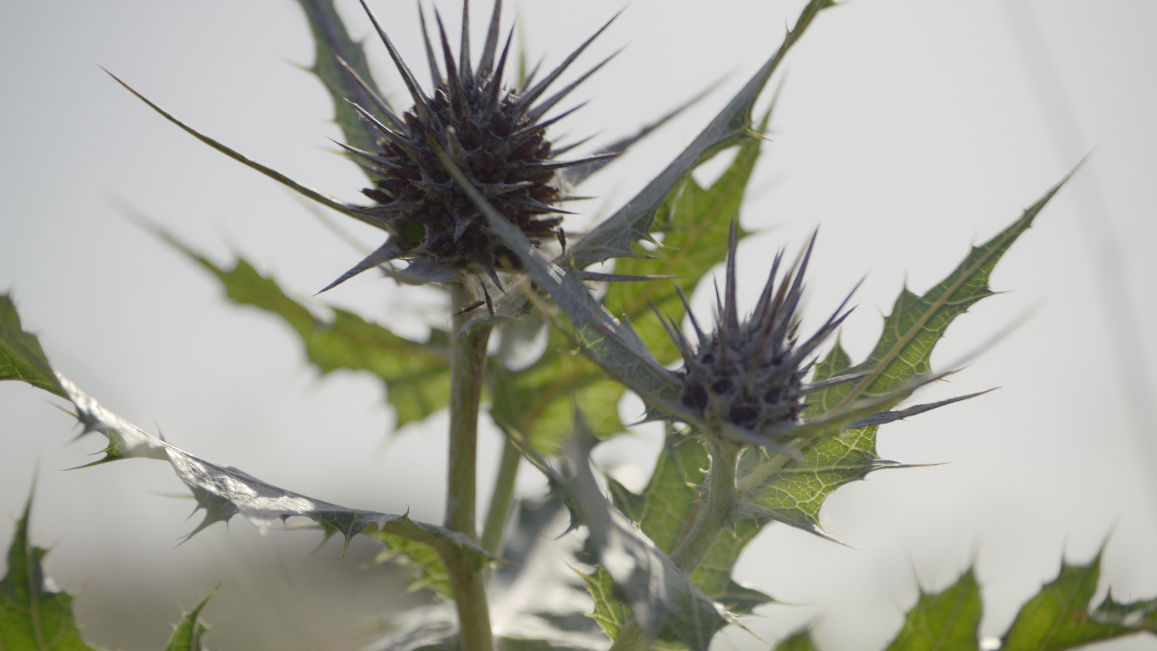 Still from Foragers (2022) ©Jumana Manna