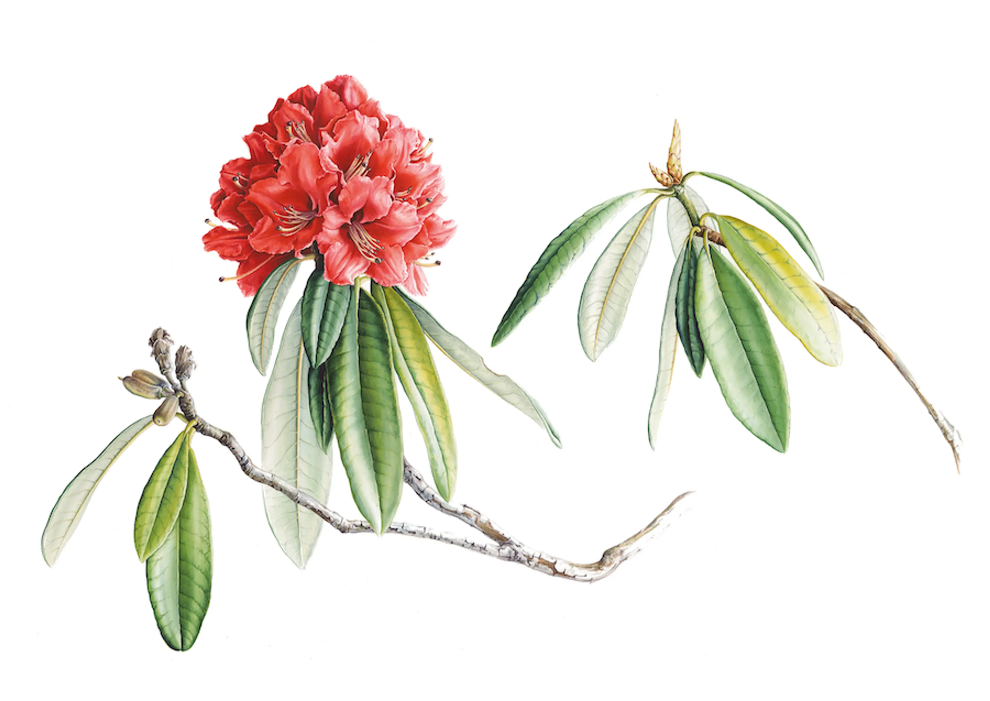 Rhododendron arboreum (Işık Güner’in izniyle)