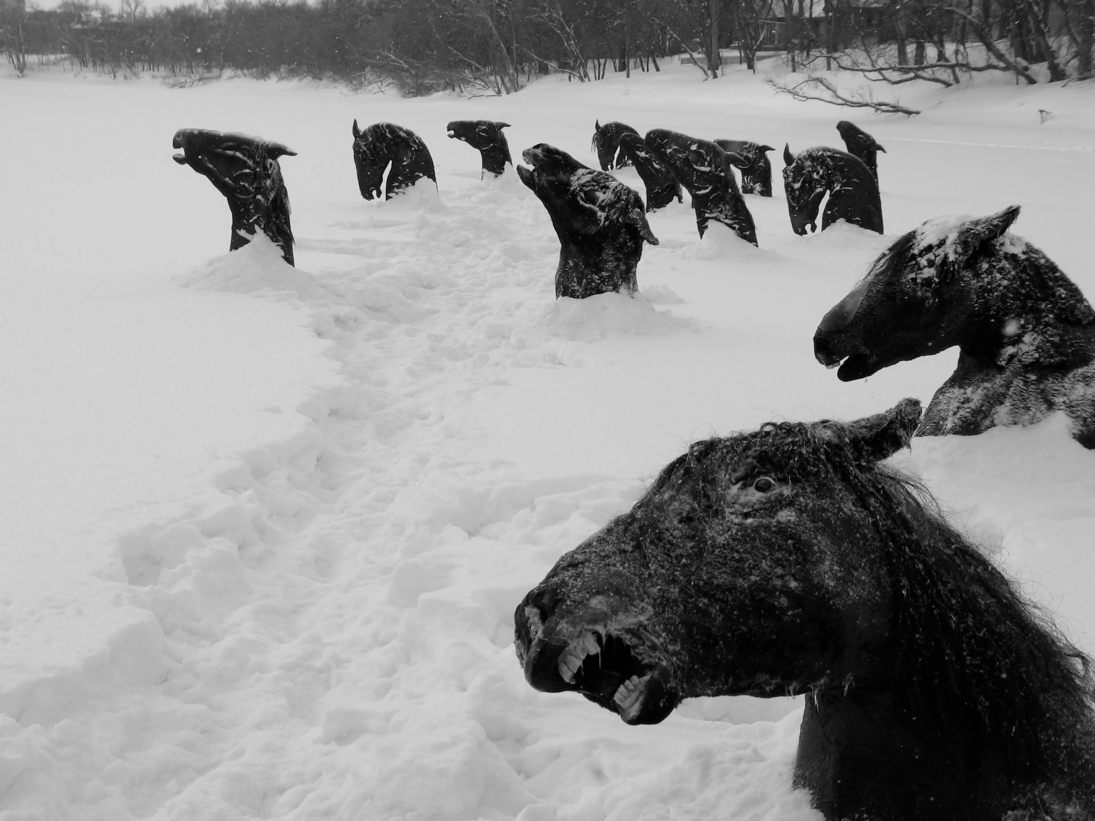 My Winnipeg [Benim Şehrim Winnipeg] (2007) filminden bir kare ©Seville Pictures