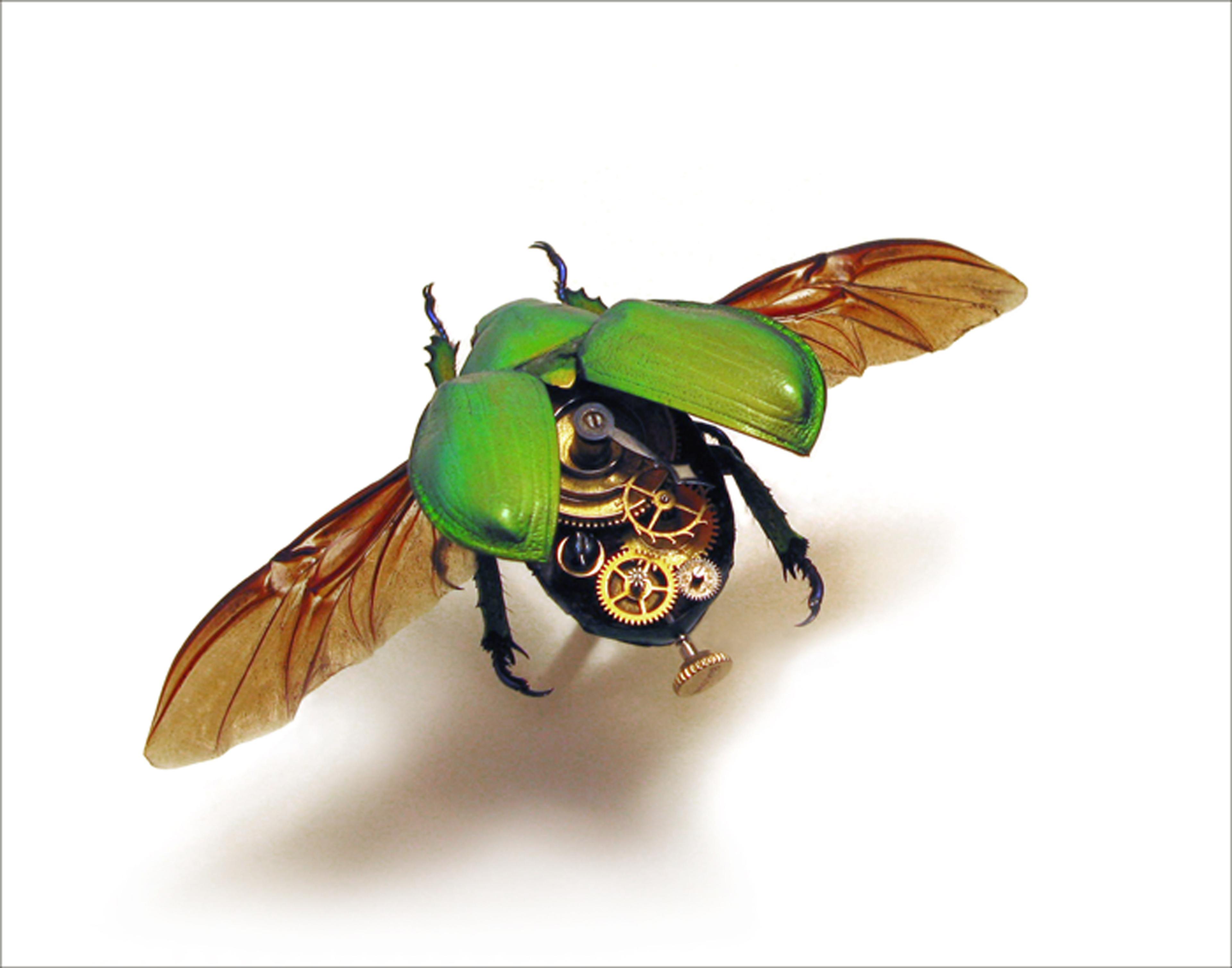 Insect Lab | Mike Libby’nin izniyle