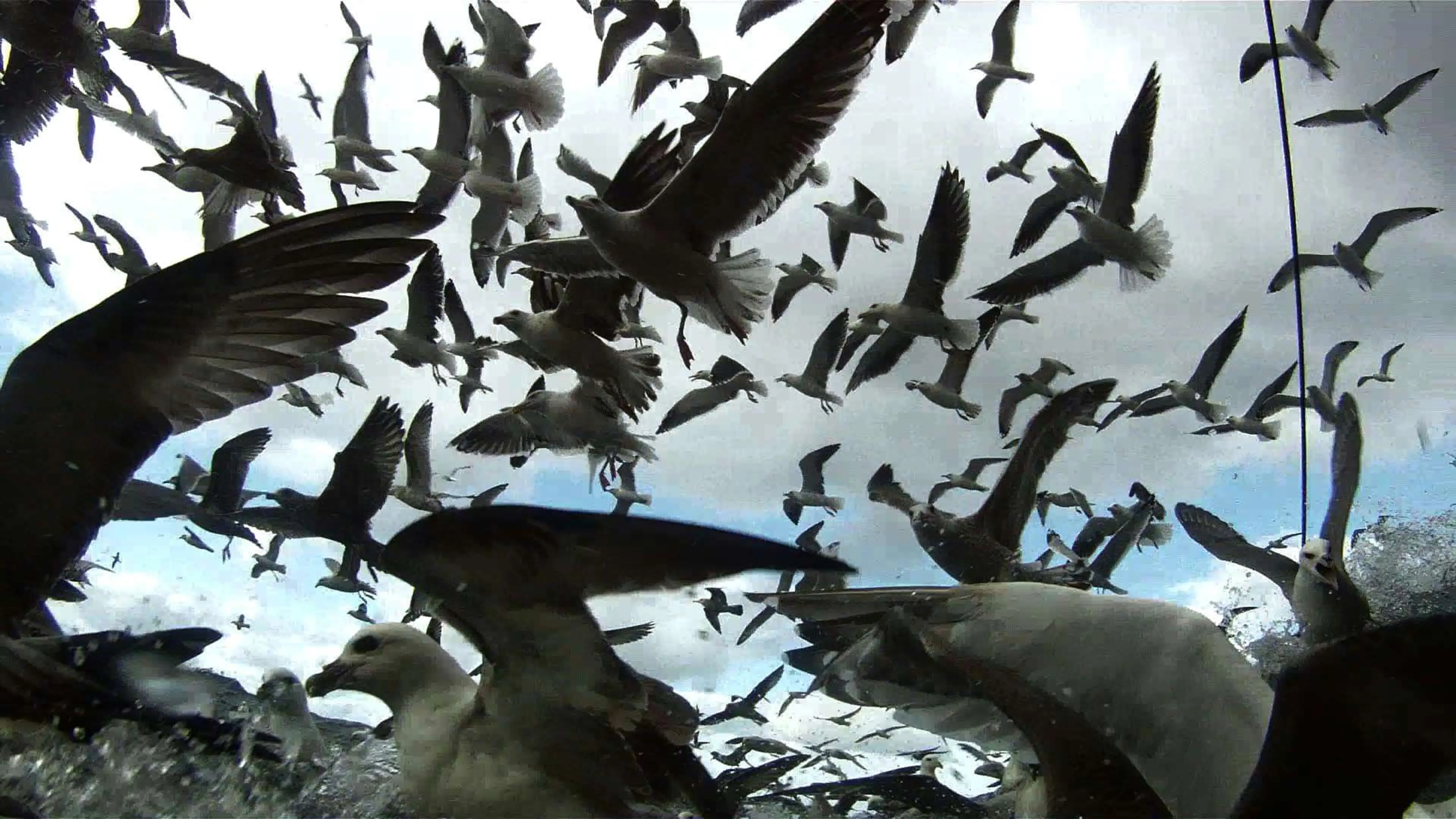 Leviathan (2012) filminden bir kare ©Lucien Castaing-Taylor ve Véréna Paravel
