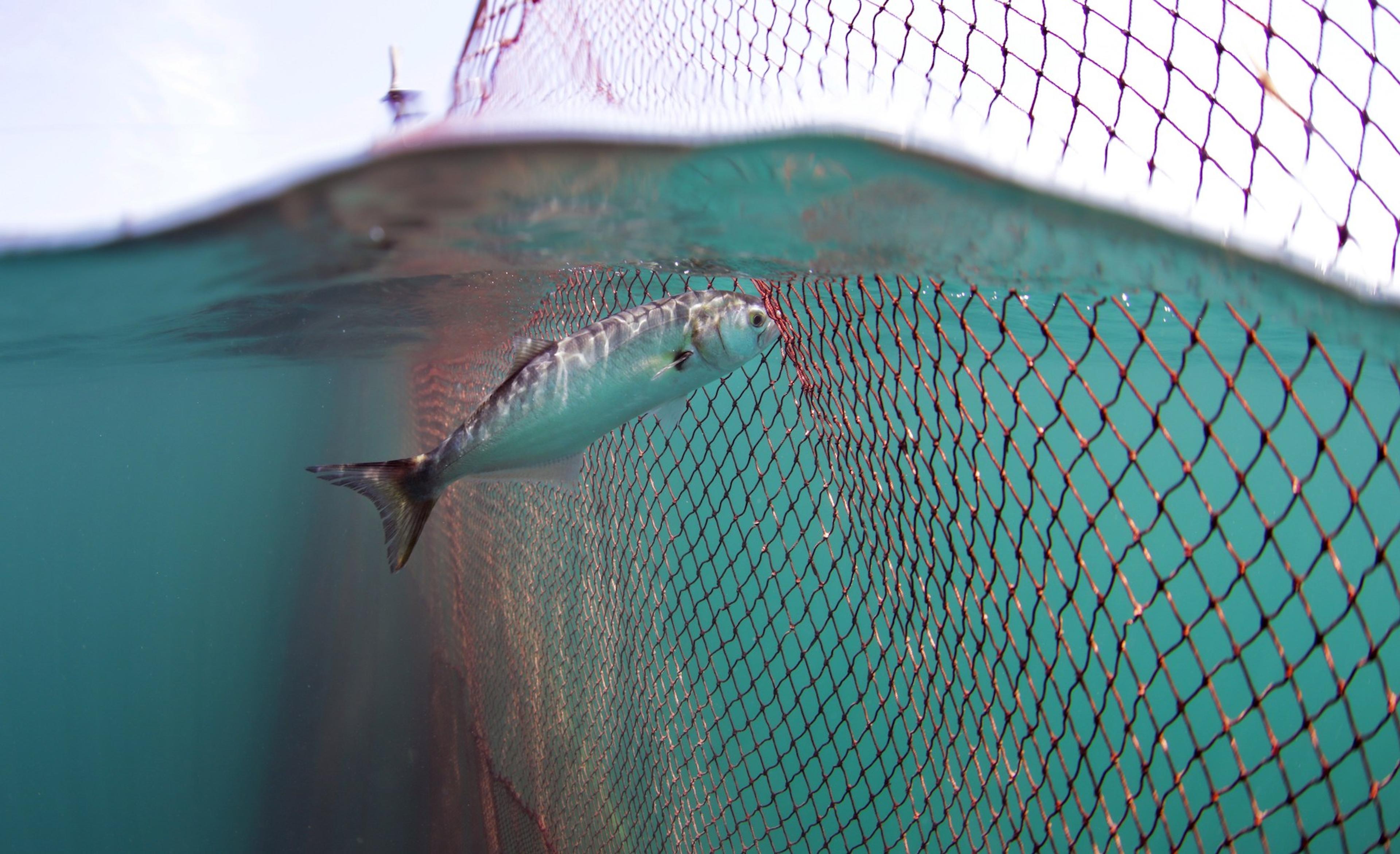 Still from Lüfer - Boğazın Prensi [Bluefish - Prince of the Bosphorus] (2015) ©Mert Gökalp