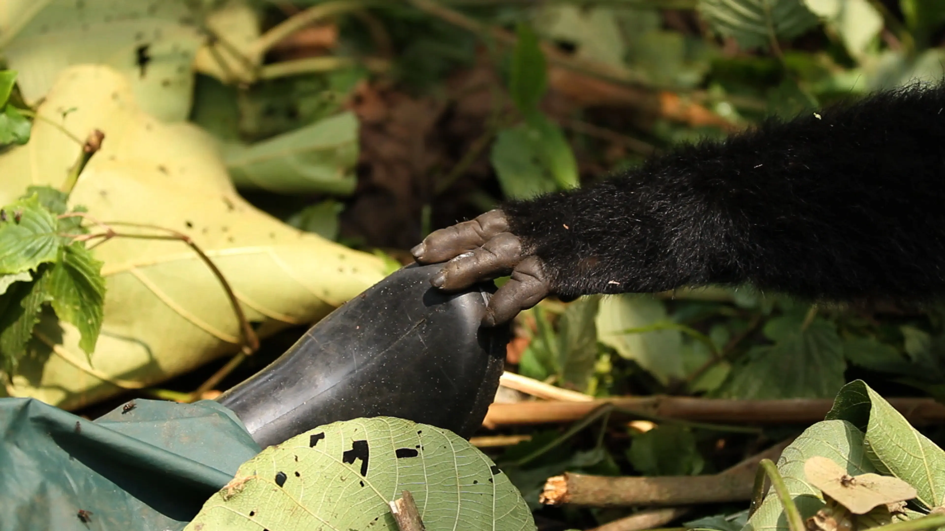 Virunga (2014) filminden bir kare ©VirungaMovie
