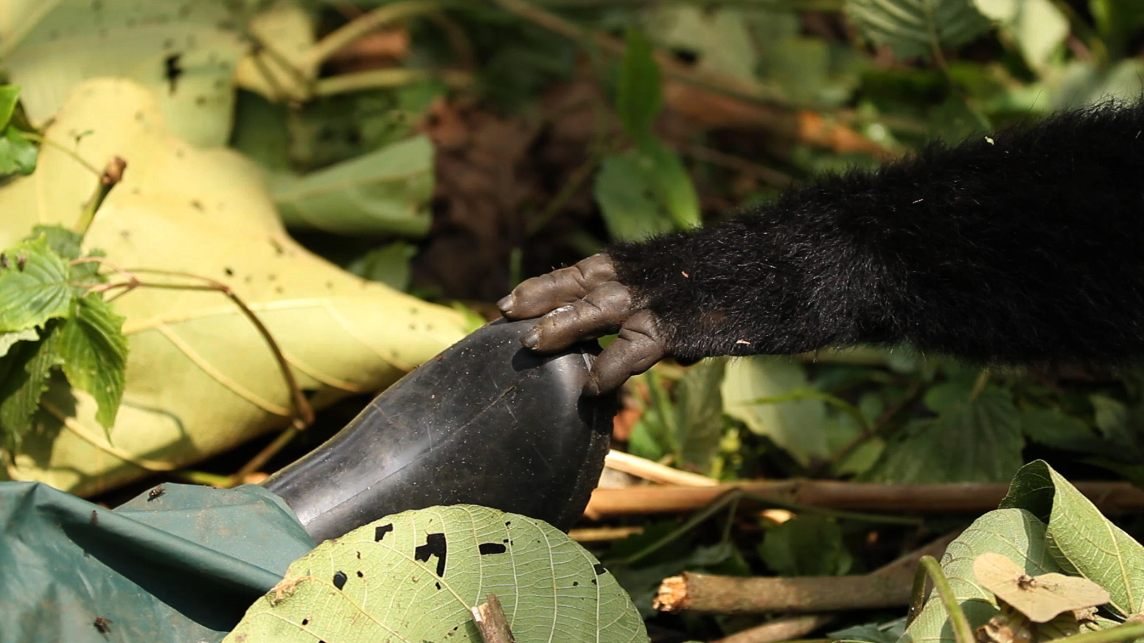 Virunga (2014) filminden bir kare ©VirungaMovie