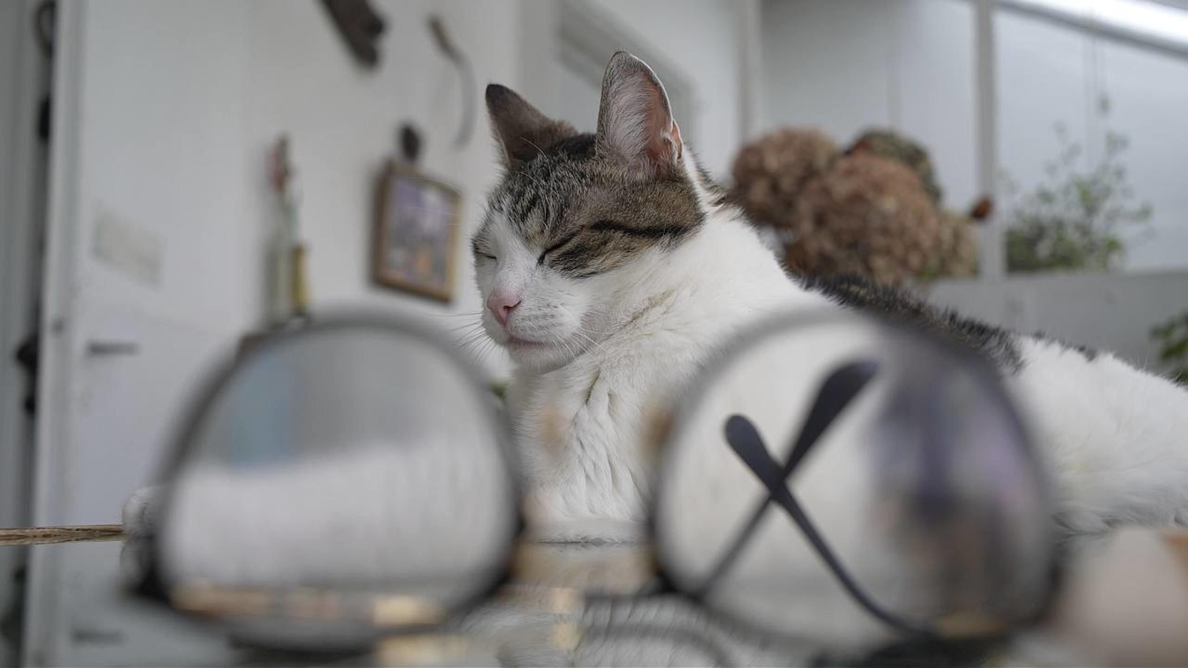 Still from Tego się nie robi kotu [One Does Not Do It to a Cat] ©Jan Gębski