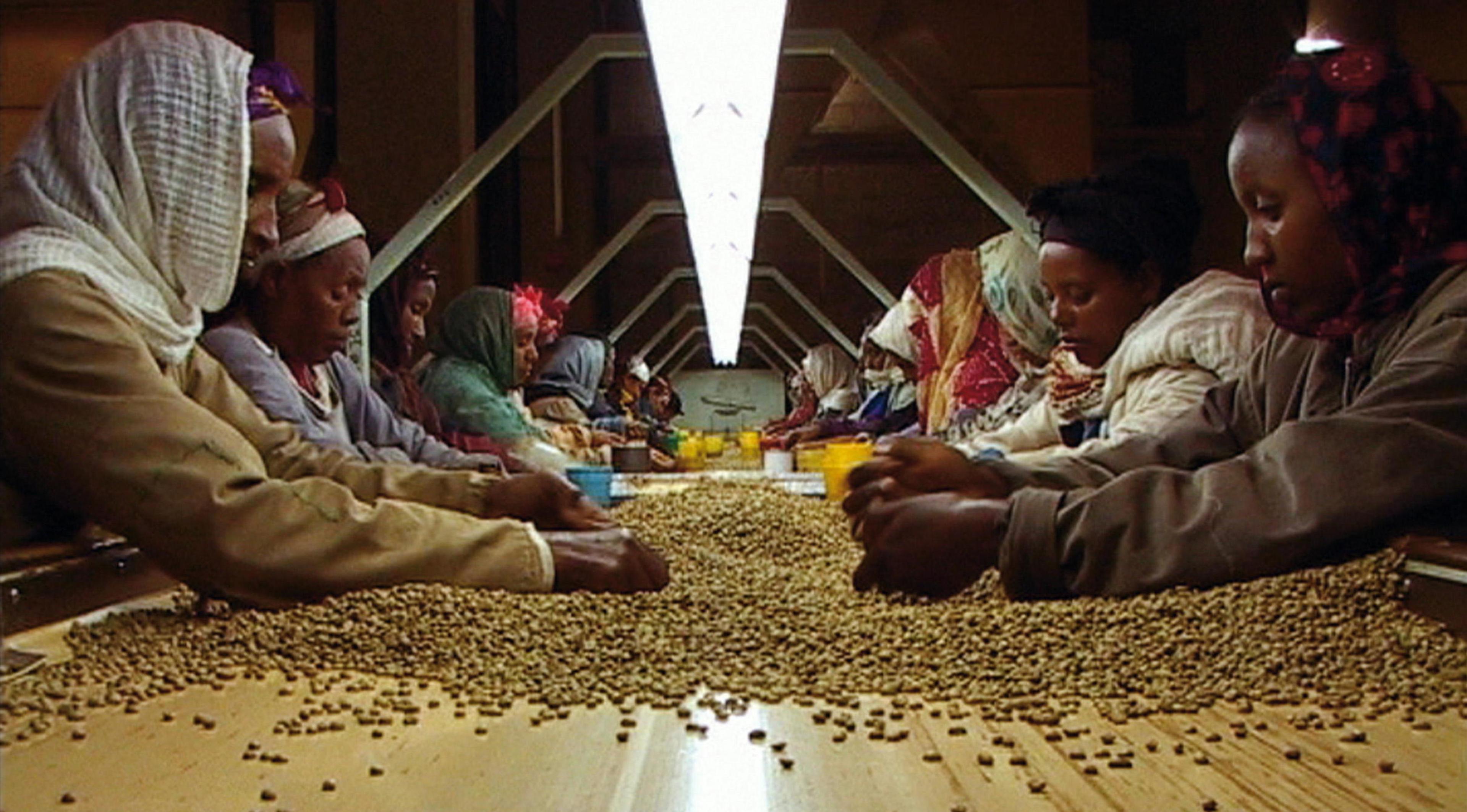 Black Gold (2006) filminden bir kare ©Speakit Films