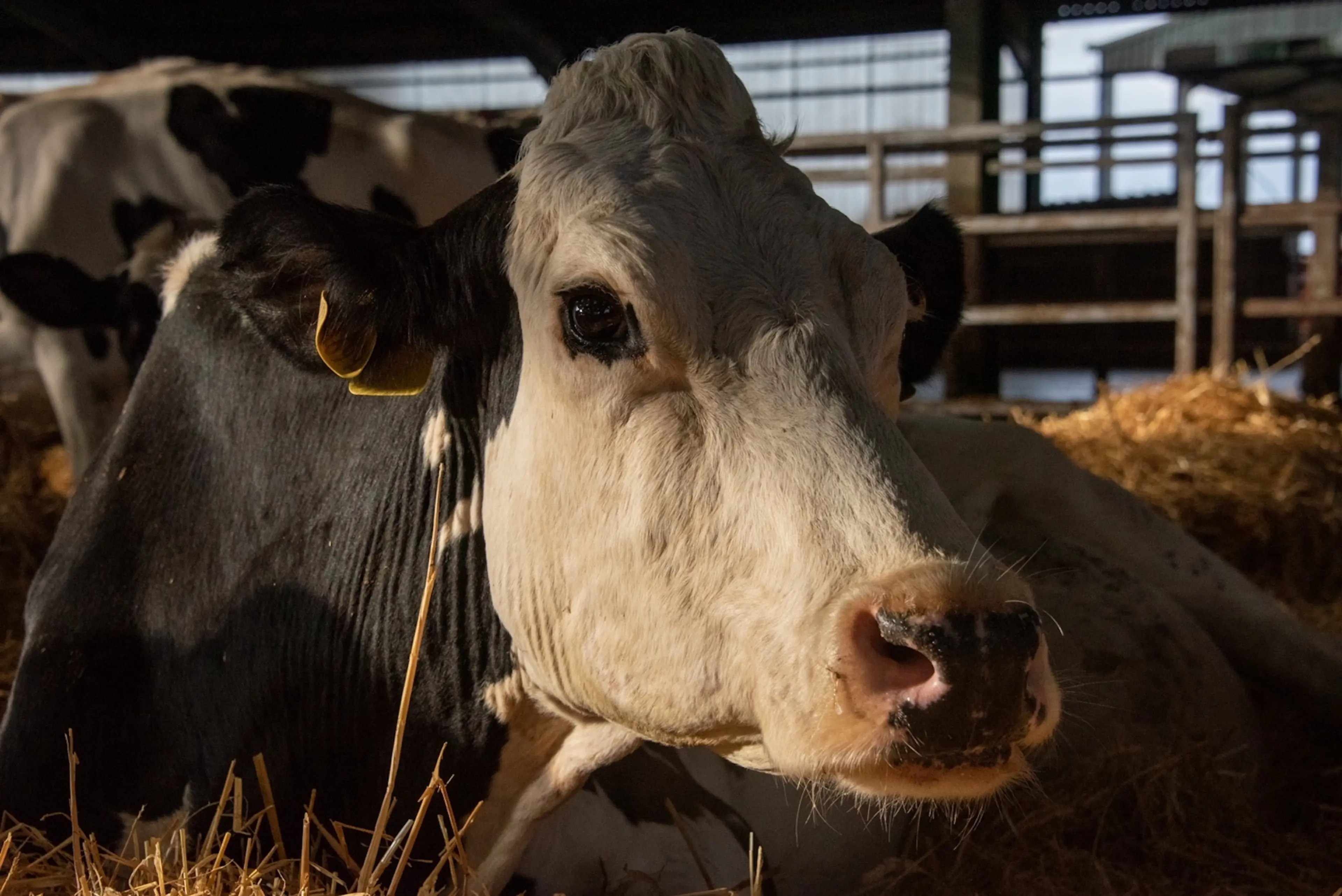 Cow [İnek] (2021) filminden bir kare ©Kat Mansoor