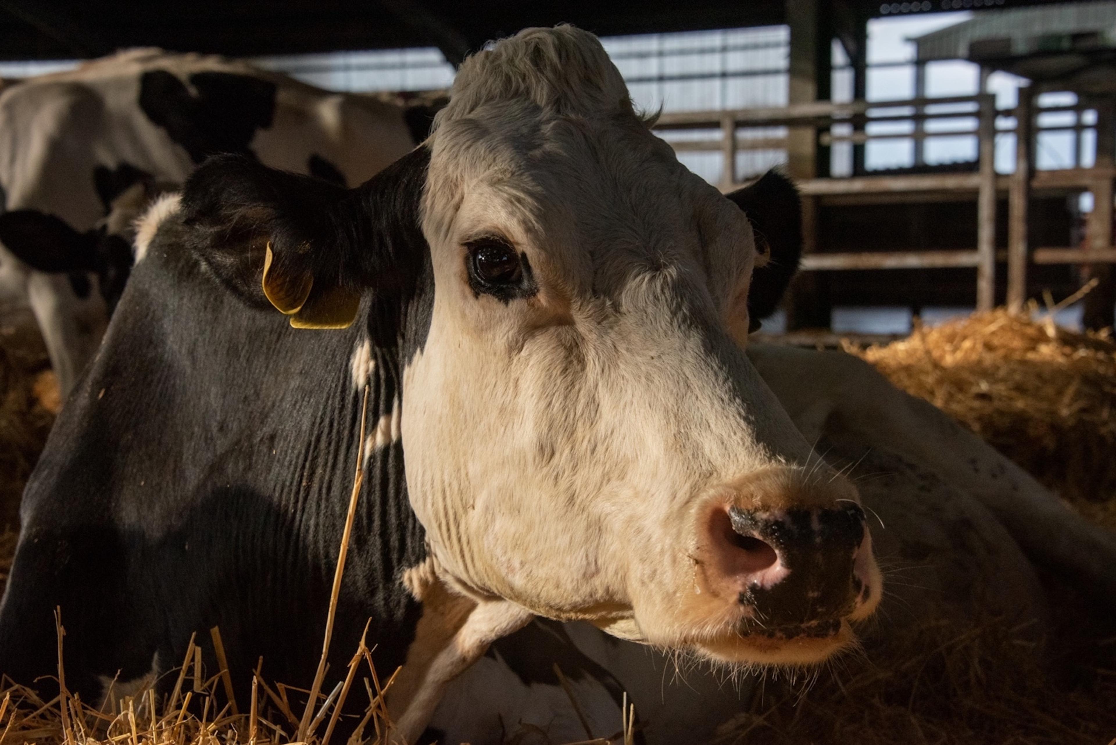 Still from Cow (2021) ©Kat Mansoor