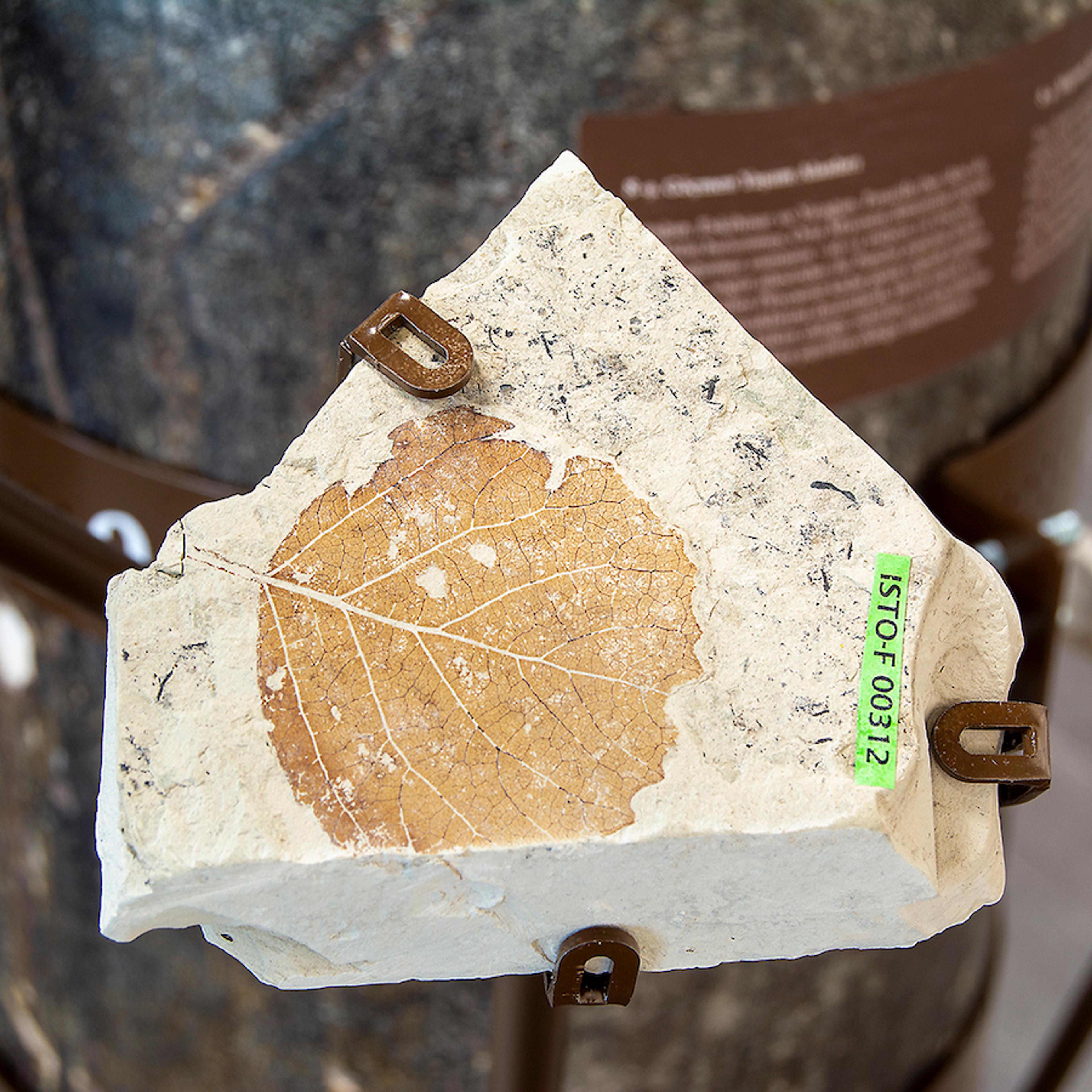 Populus populina fossil, dating back to the Middle Miocene (∼16-11 million years before present), found in Eskihisar, Yatağan, Muğla Photo by Mustafa Hazneci, SALT