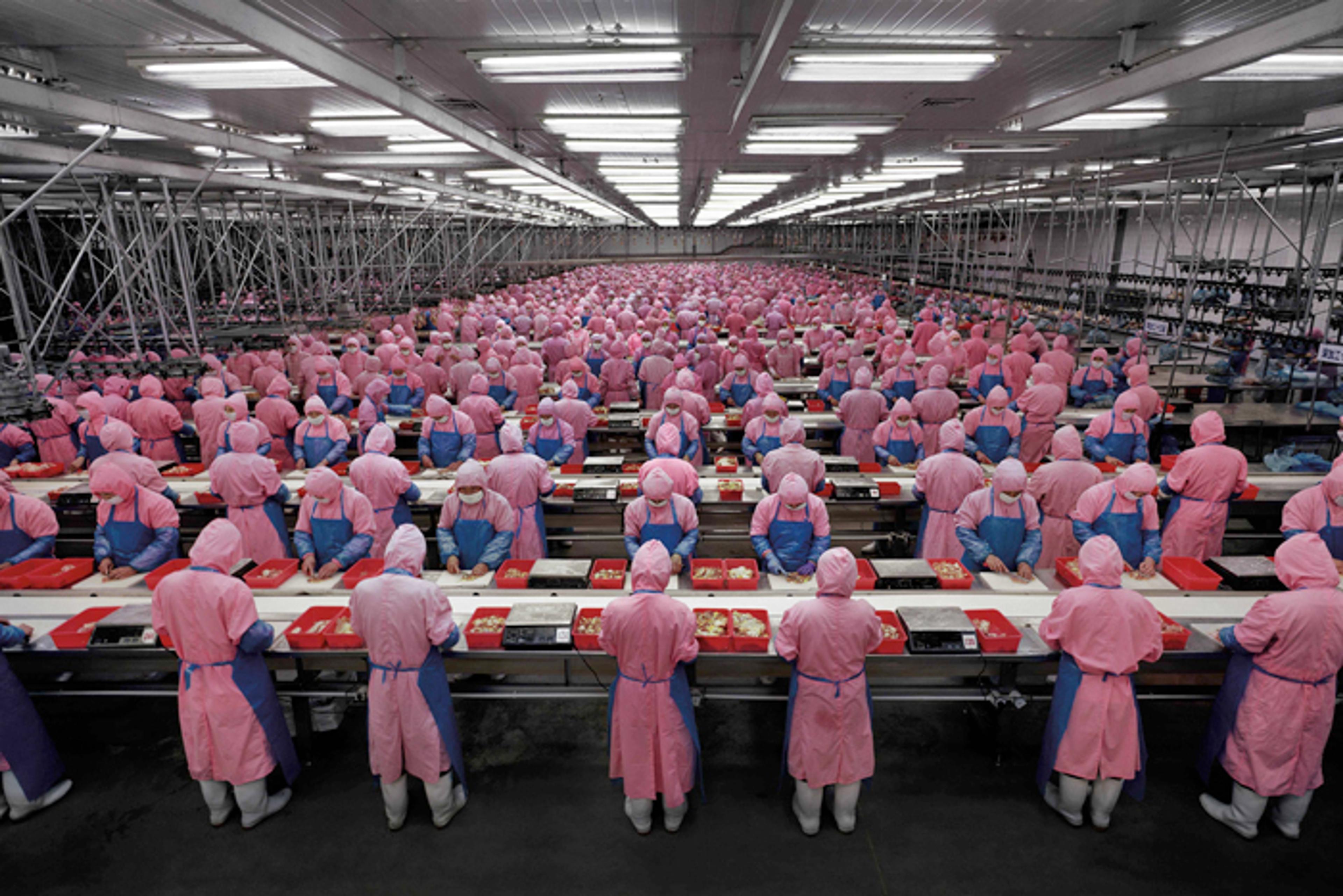 “Manufacturing No: 17” [Imalat No: 17] Deda Tavuk Isleme Tesisi, Dehui, Jilin Eyaleti, 2005 Fotograf: Edward Burtynsky