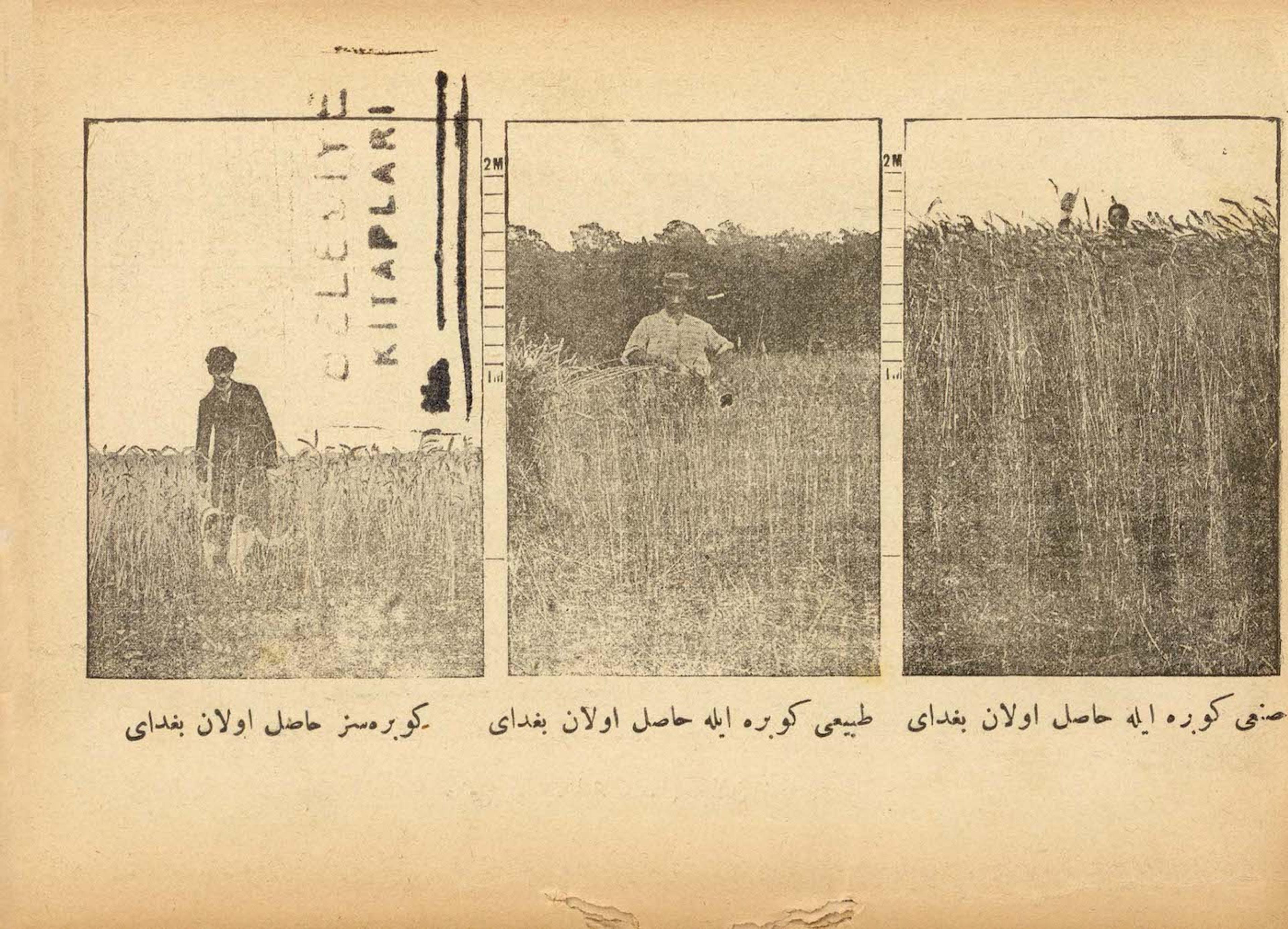 Yield with/without Fertilizer Sun'i Gübre Suret-i Tertib ve Isti'mâli [Artificial Fertilizer and Prevention Models], 1900 Atatürk Library, İstanbul