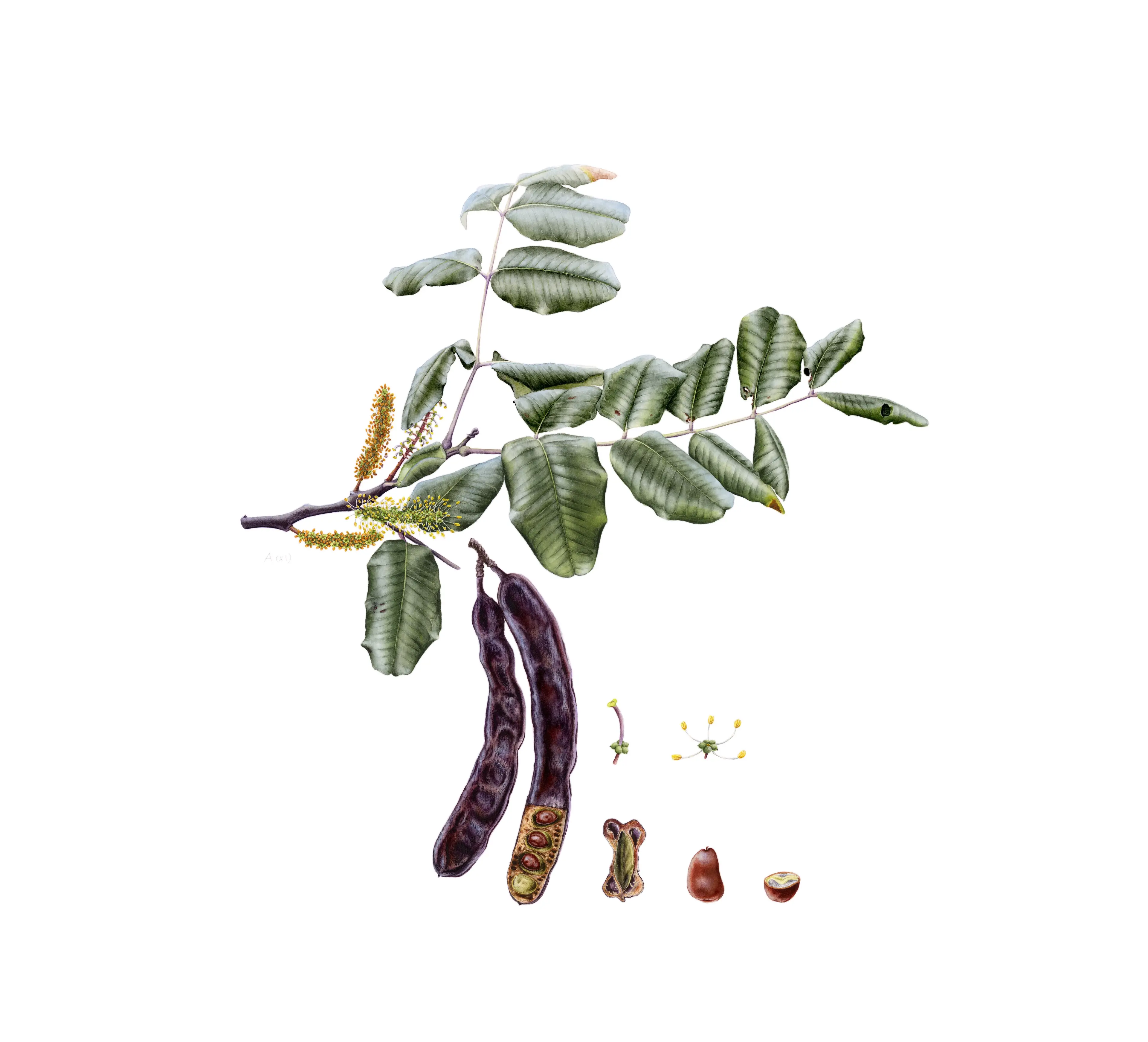 Keçiboynuzu | Ceratonia siliqua L. Berat Mehani’nin izniyle