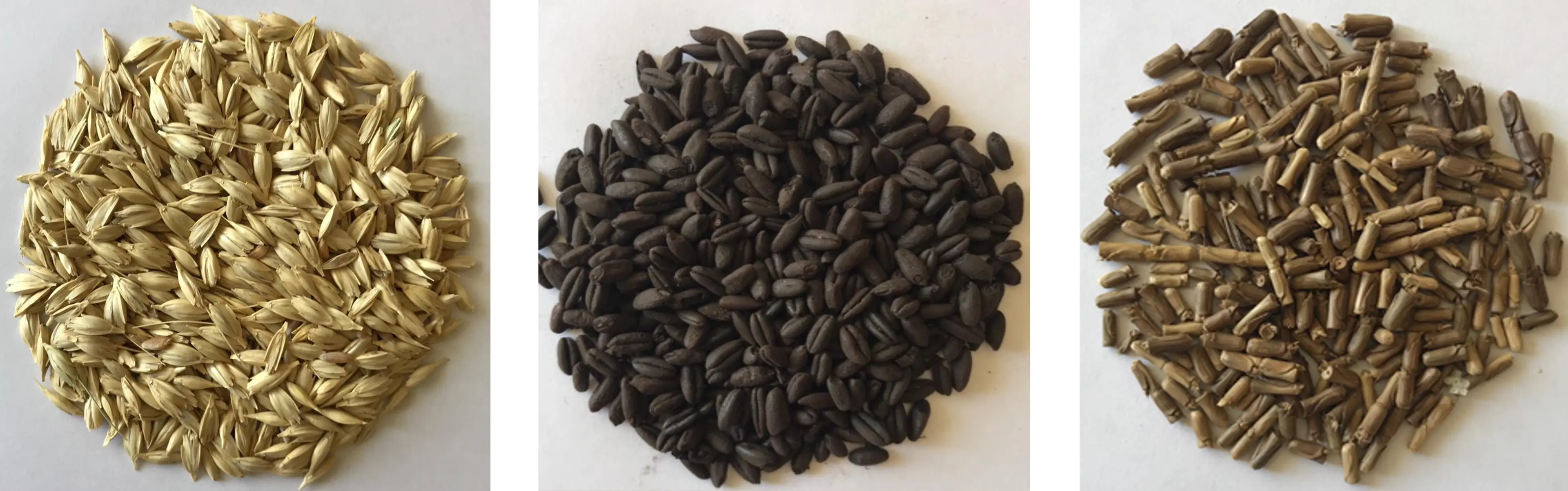 Soldan sağa: Siyez | Triticum monococcum var. monococcum ; Arkeolojik kazılardan çıkarılan karbonlaşmış buğdaylar; Tespih buğdayı | Aegilops tauschii Fotoğraf: Alptekin Karagöz