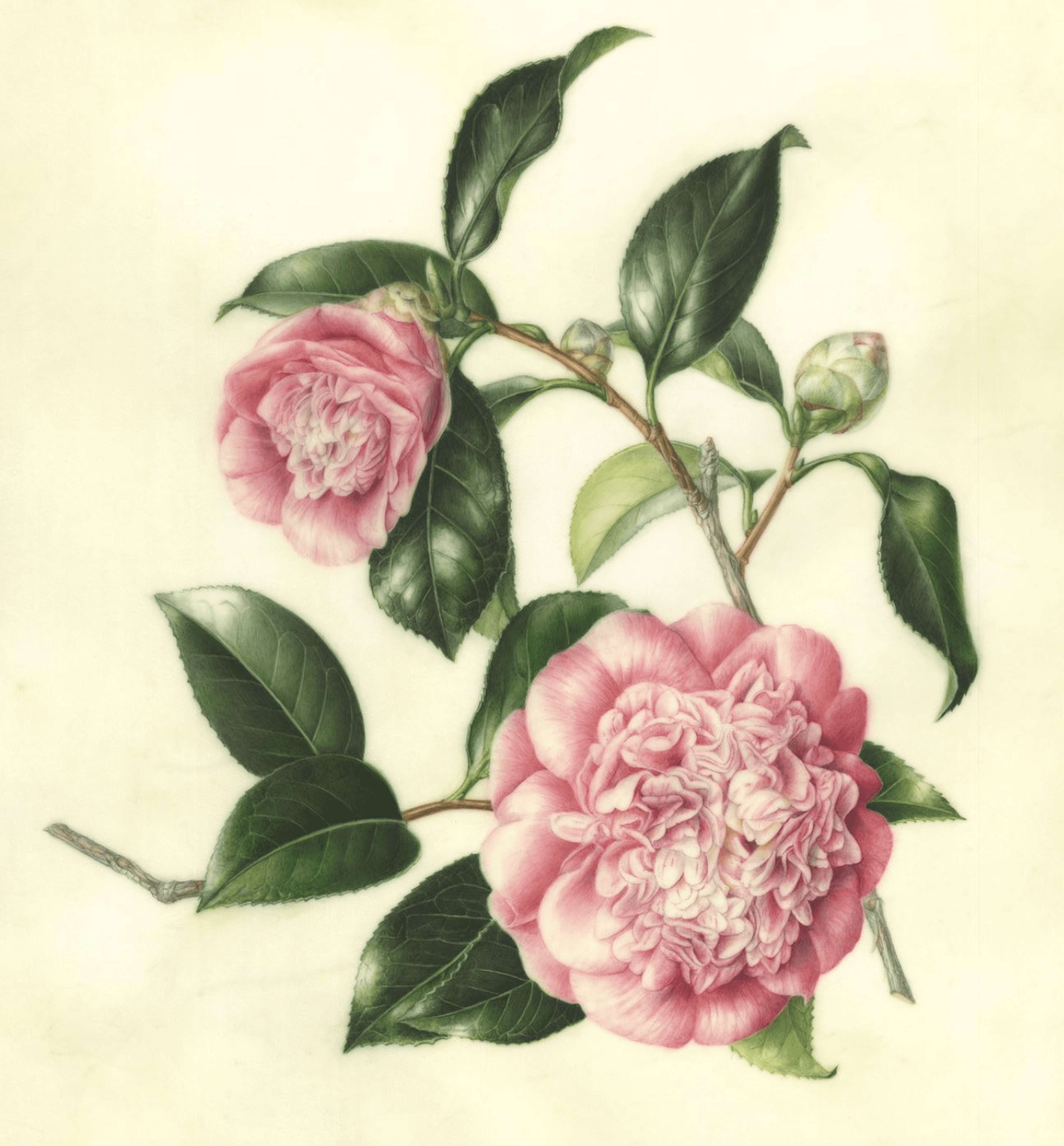 Camellia japonica ‘Chandleri Elegans’ Courtesy Akiko Enokido