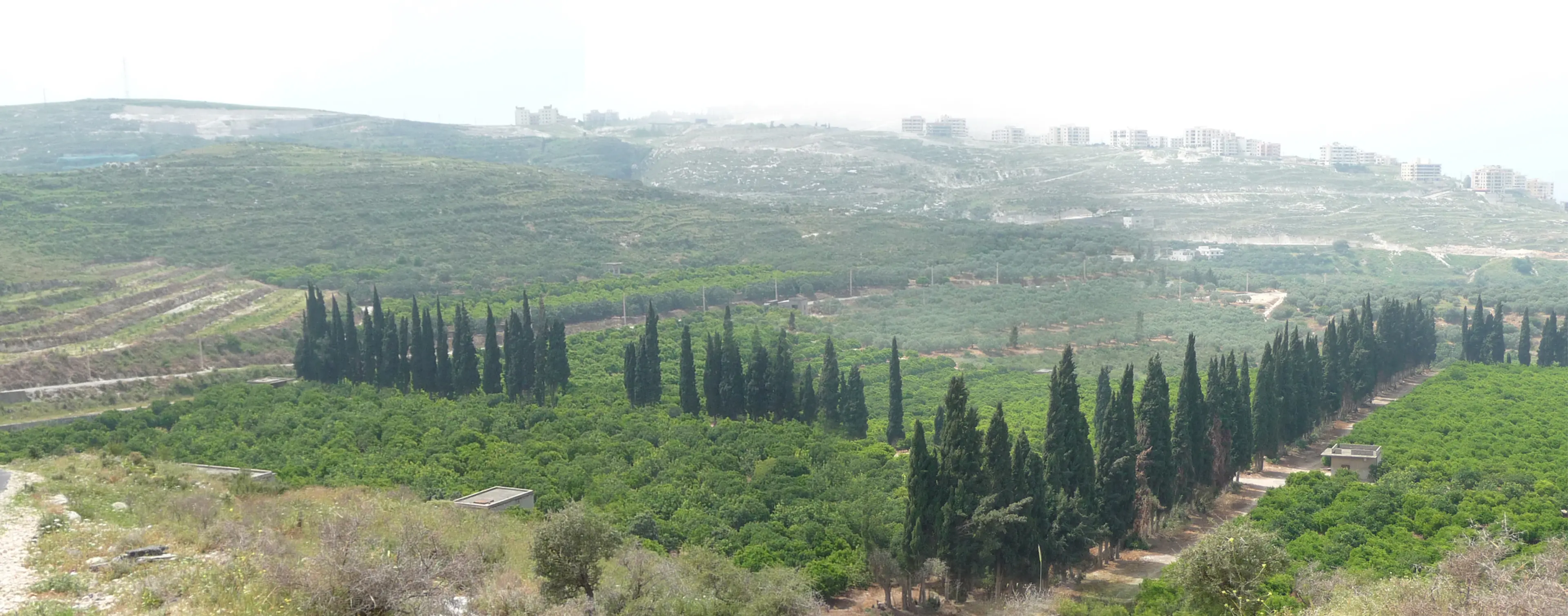 Fotoğraf: Jala Makhzoumi