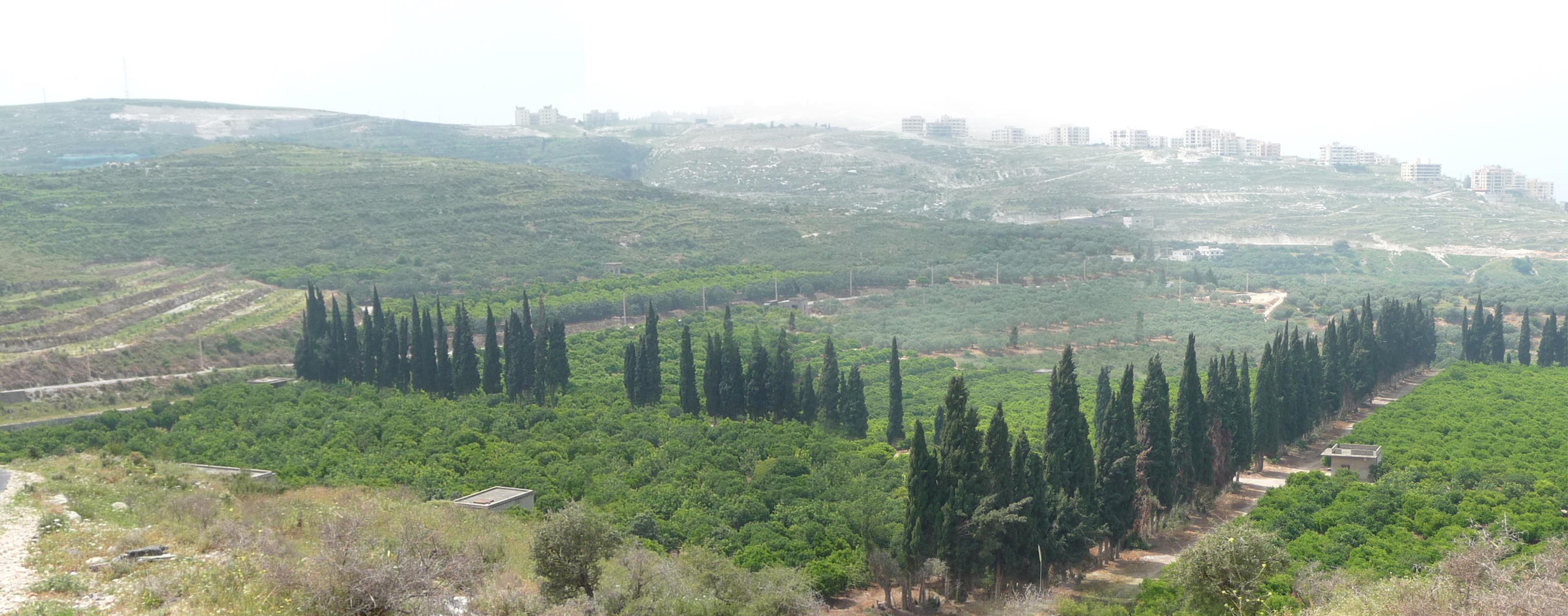 Fotoğraf: Jala Makhzoumi