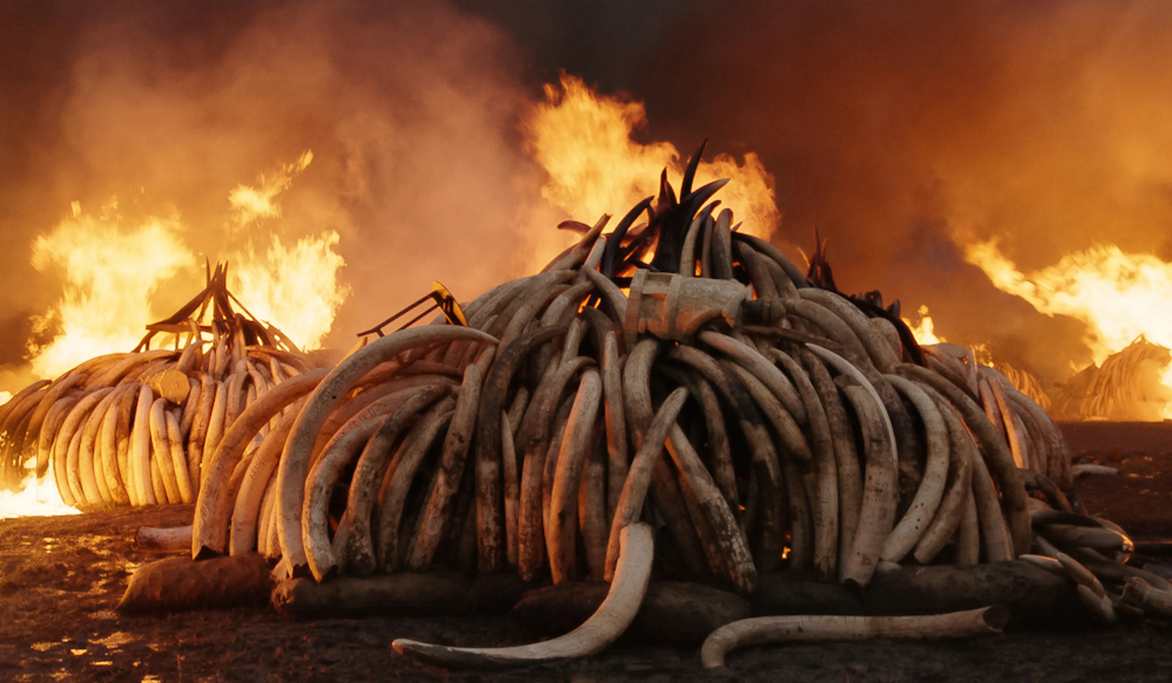 Burning elephant tusks in Nairobi National Park, Kenya Photo courtesy Anthropocene Films Inc. ©2018