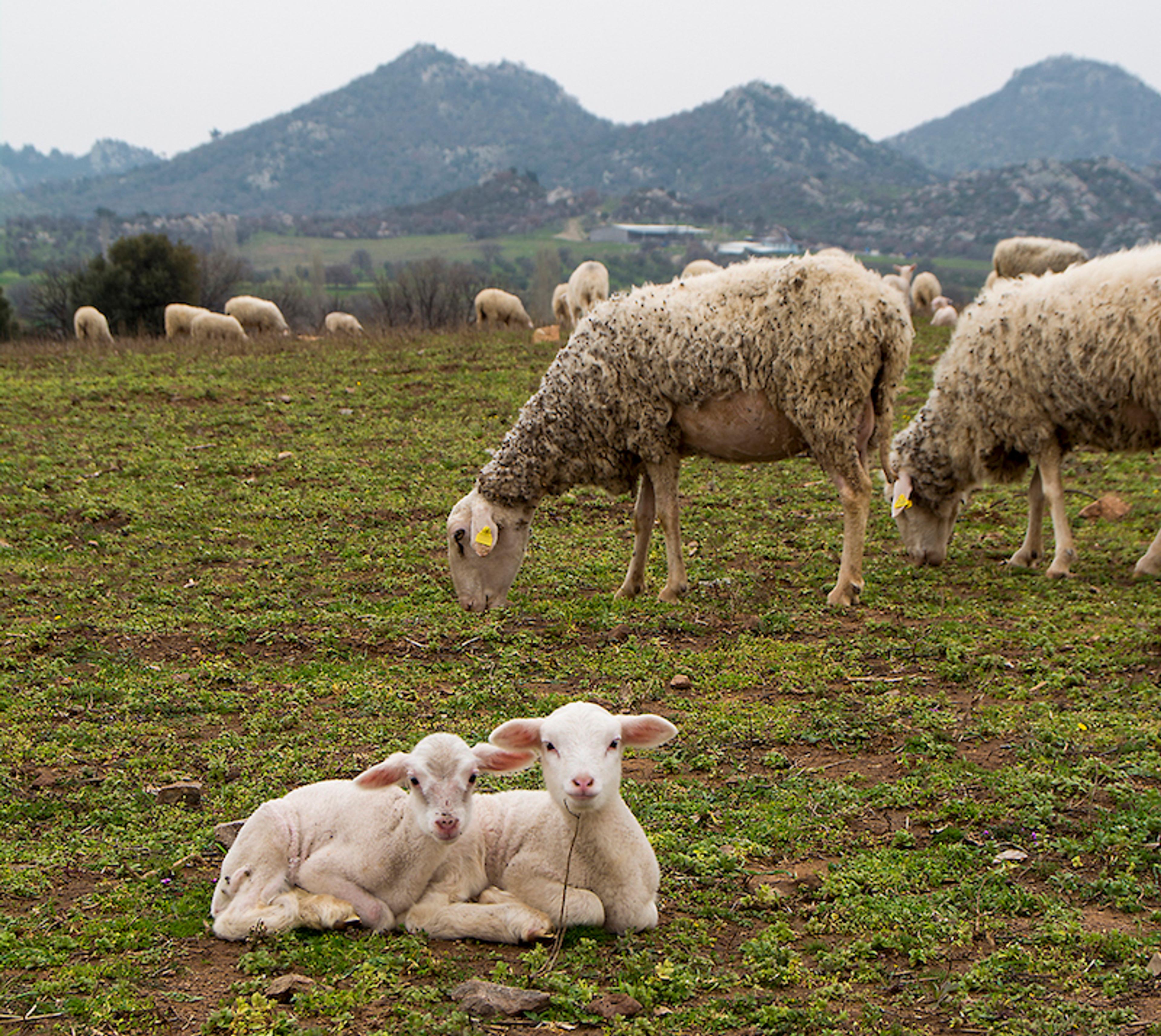 Photograph by Mustafa Hazneci (SALT Research and Programs), Çanakkale, 2018 For the jingle by Chris Evans presented as part of Bureau of Unspecified Services (B.U.S.)