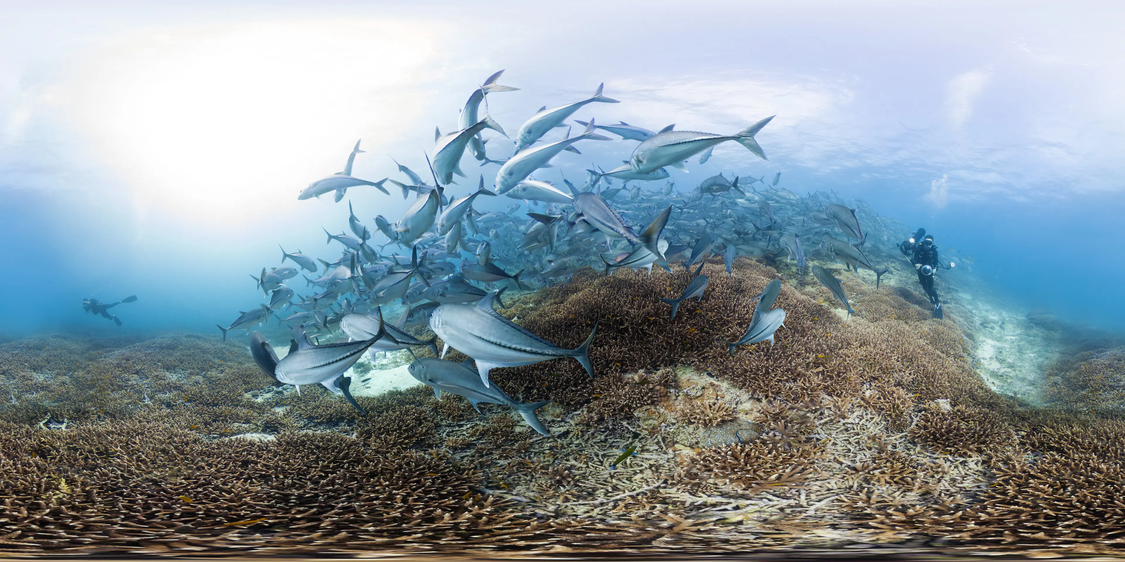 Chasing Coral [Mercan Peşinde] (2017) filminden bir kare ©Exposure Labs