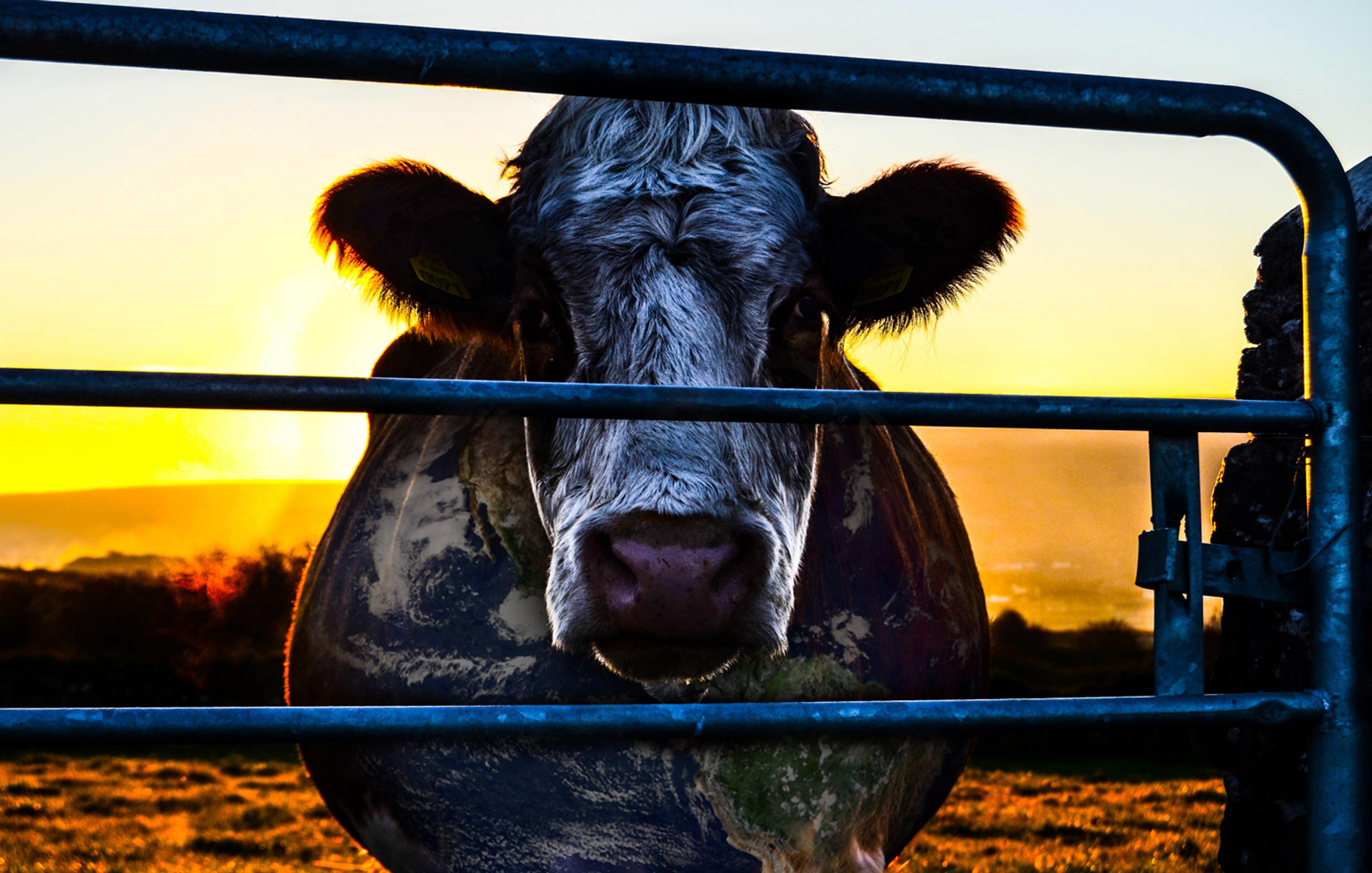 Still from Cowspiracy: The Sustainability Secret (2014) ©Cowspiracy