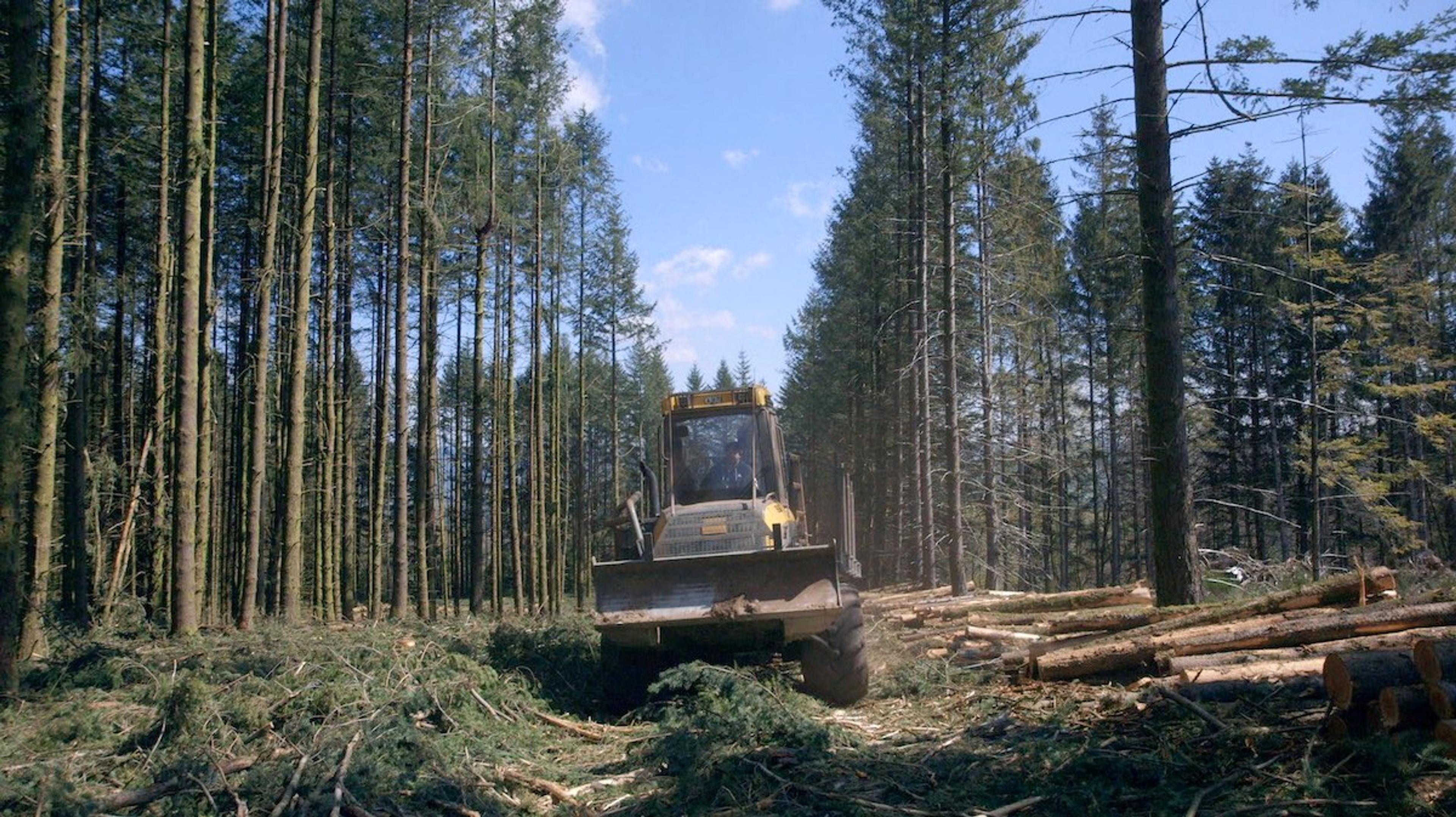 Le temps des forêts [Ormanların Zamanı] (2019) filminden bir kare ©AndanaFilms