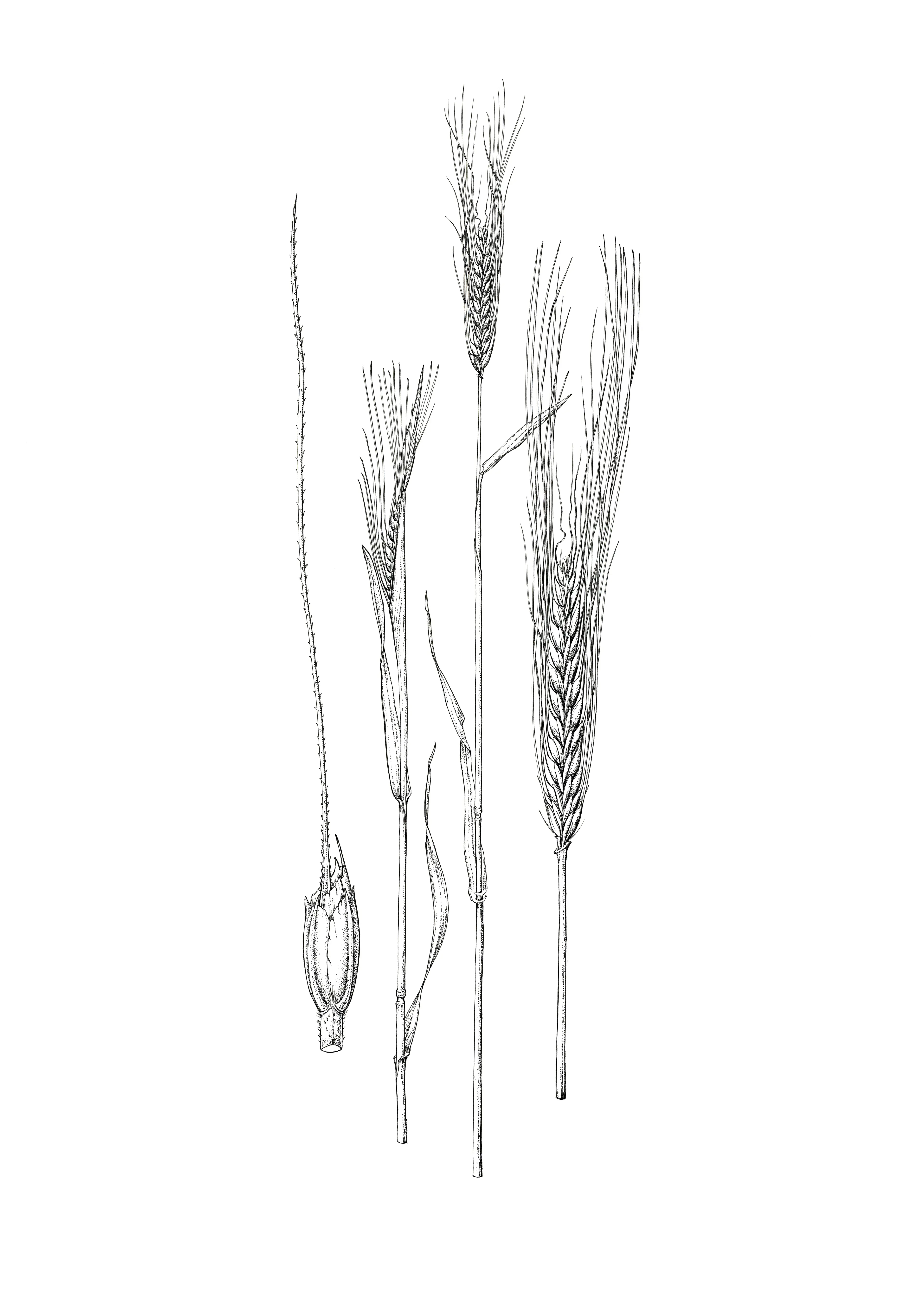 Siyez | Triticum monococcum L. Deniz Bozok’un izniyle