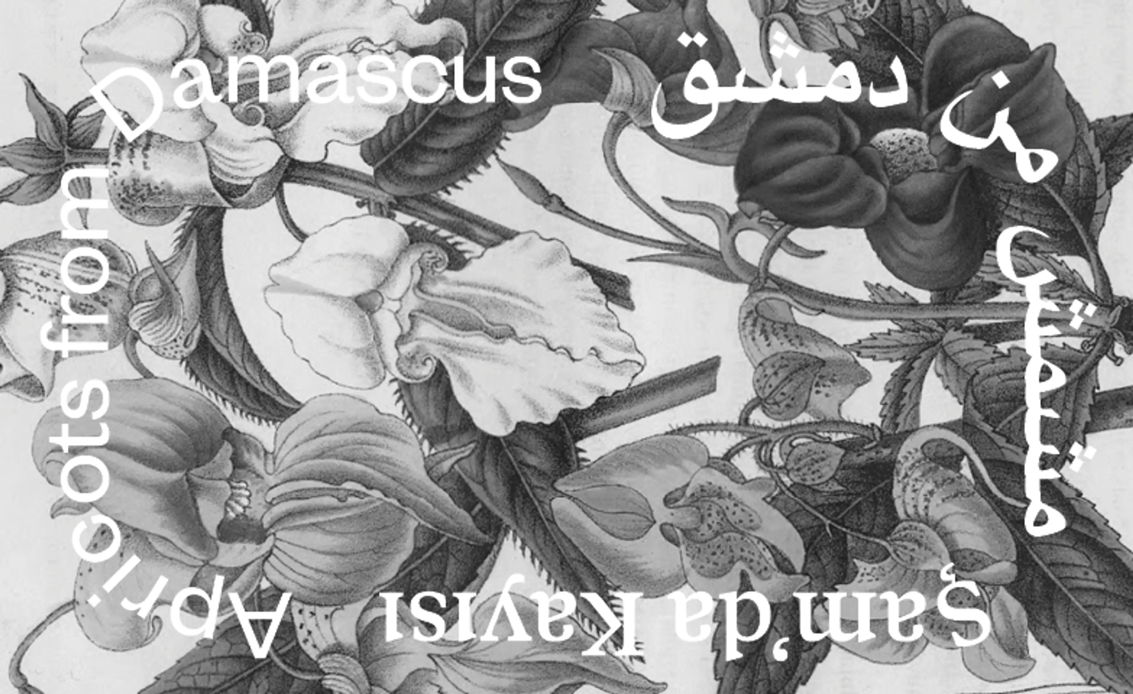 Apricots from Damascus