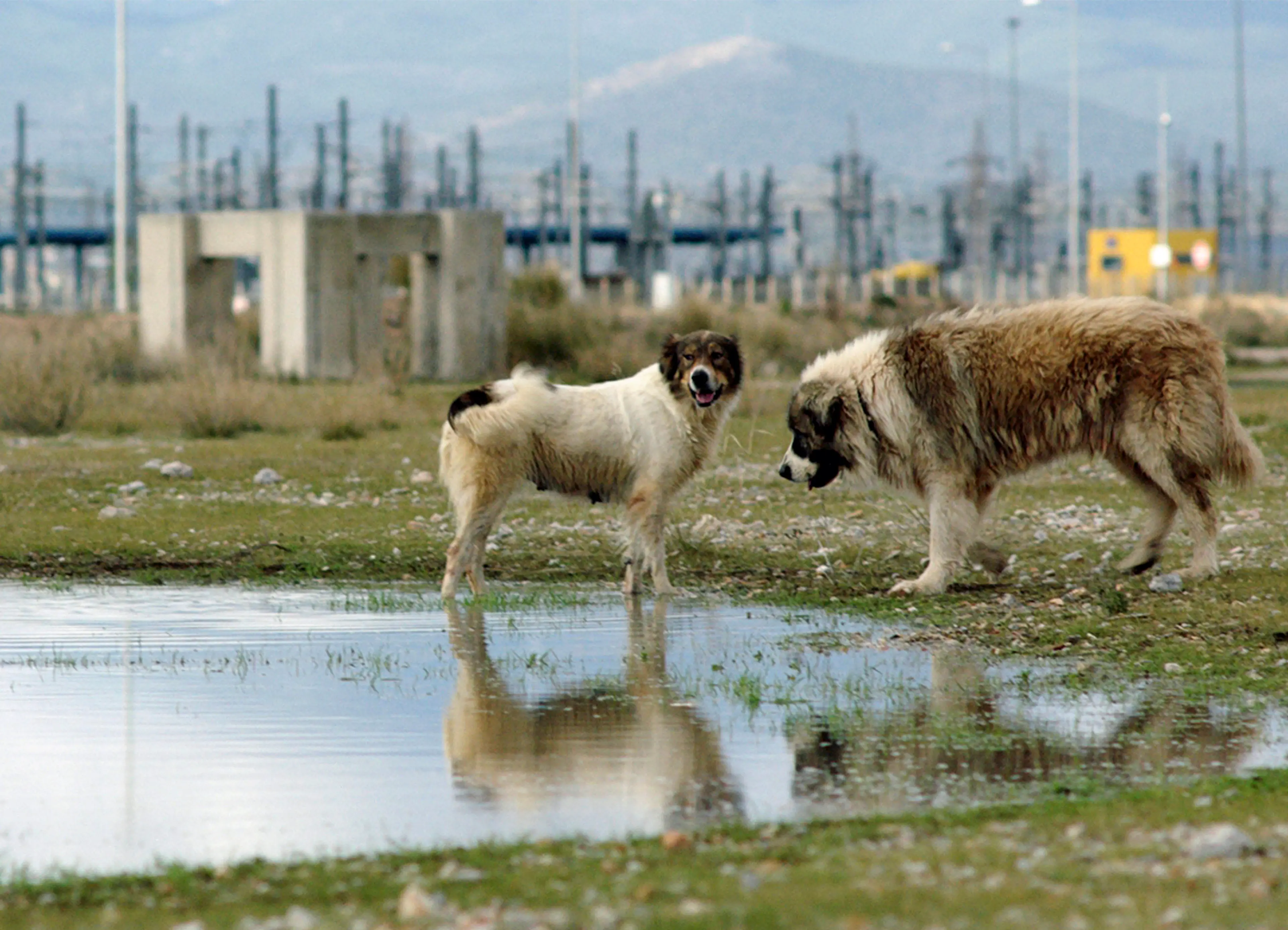 Kala Azar (2020) filminden bir kare ©Digna Sinke, Konstantinos Kontovrakis, Giorgos Karnavas