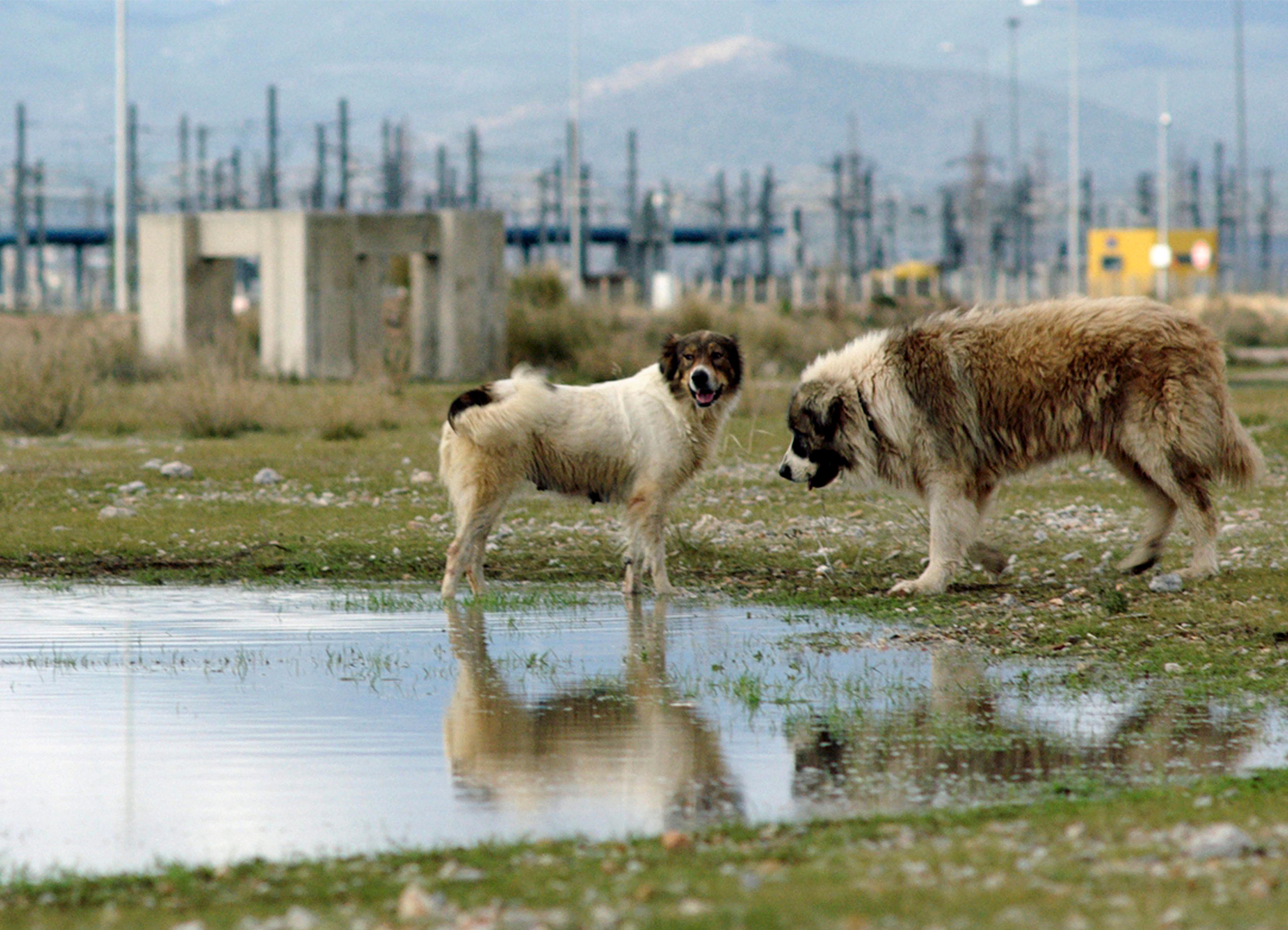 Still from Kala Azar (2020) ©Digna Sinke, Konstantinos Kontovrakis, Giorgos Karnavas