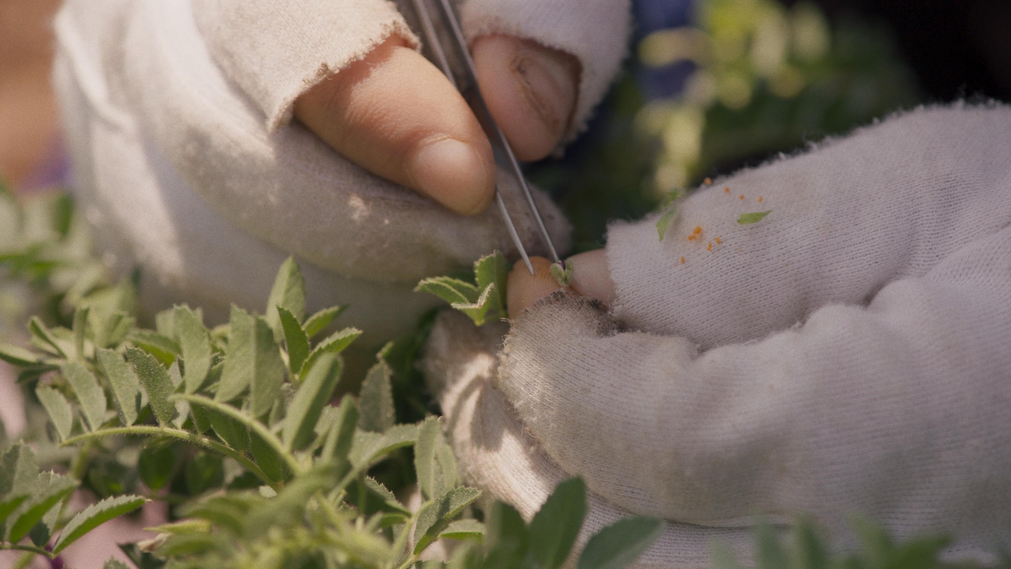 Wild Relatives [Yabani Akrabalar] (2018) filminden bir kare Yönetmenin izniyle