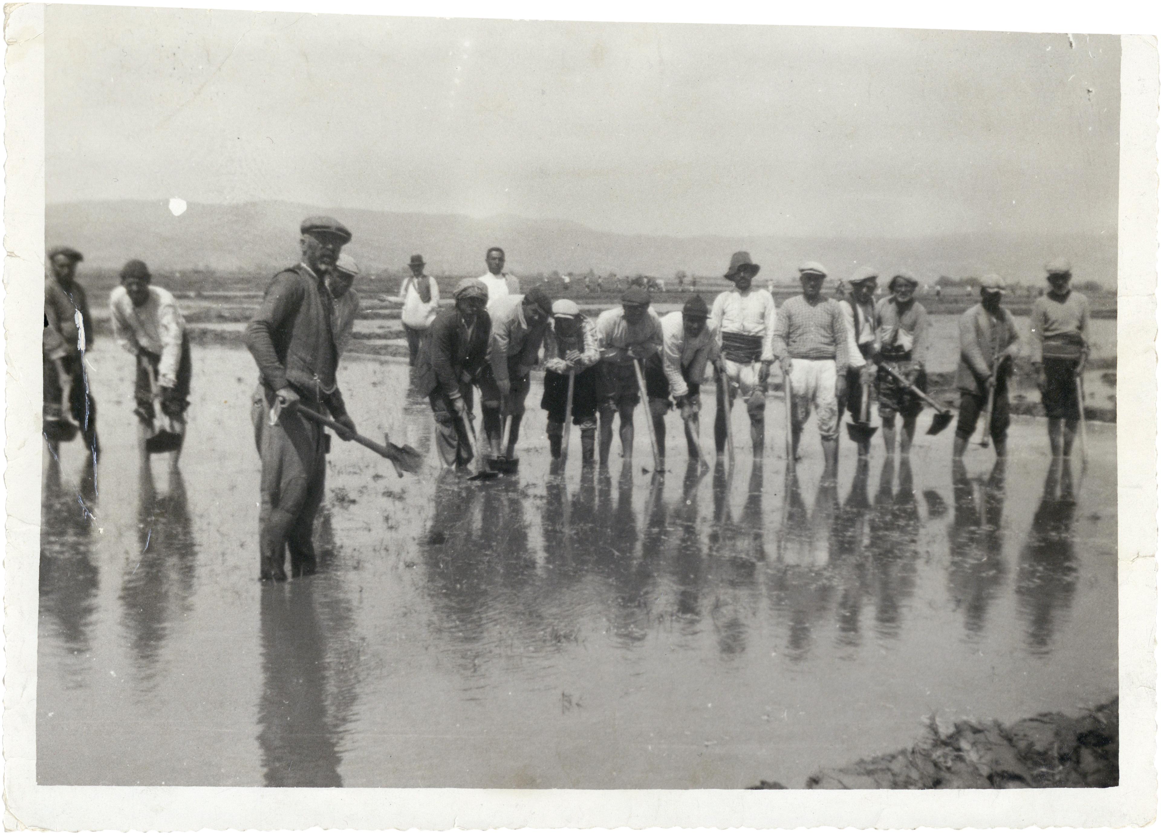 Ege’de çeltik ekimi, İzmir Salt Araştırma, Fotoğraf ve Kartpostal Arşivi