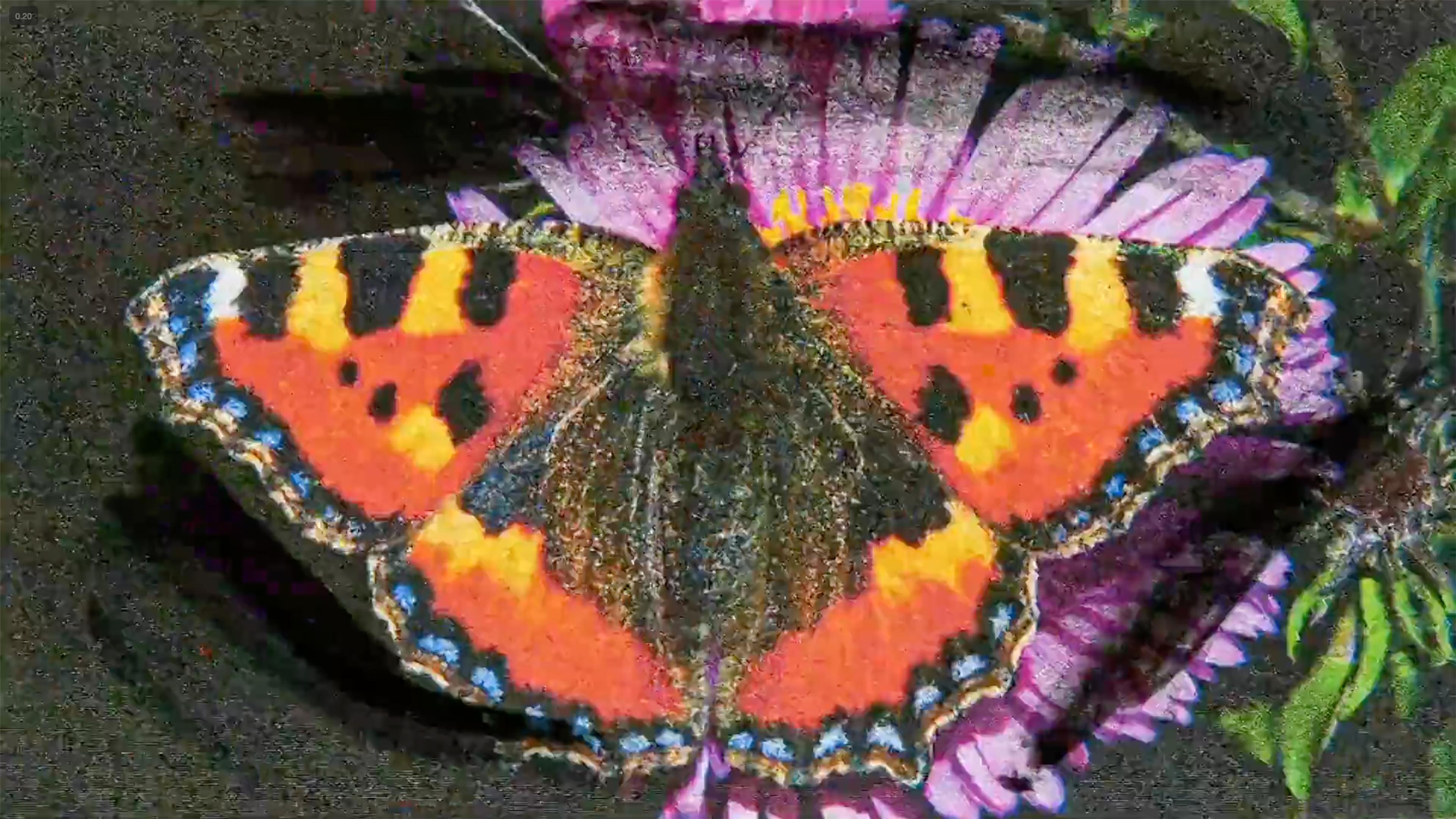 Lepidoptera (2022) filminden bir kare ©Edd Carr