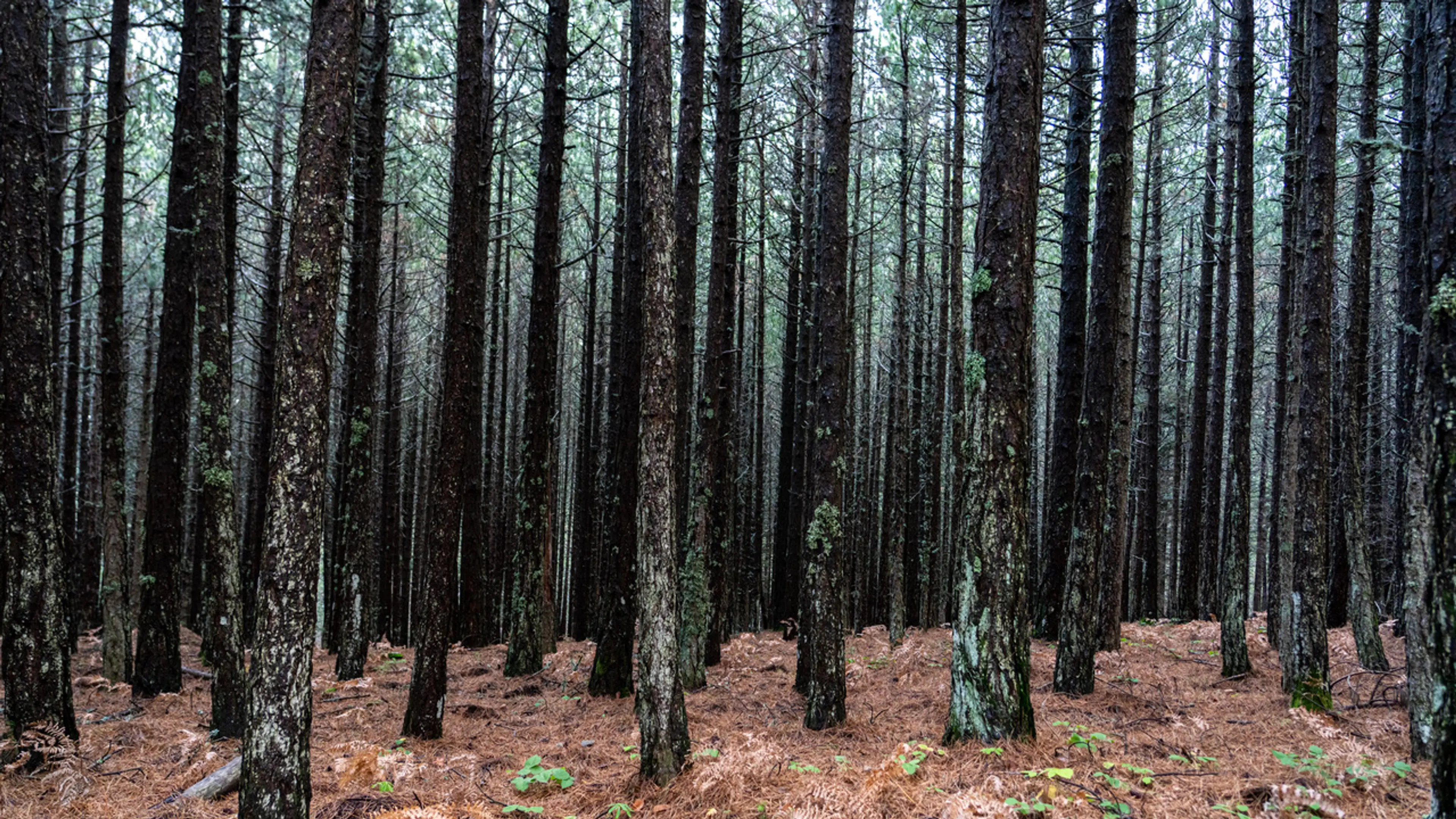 Kaz Dağları ormanı, 2025 Fotoğraf: Uğur Zeydanlı