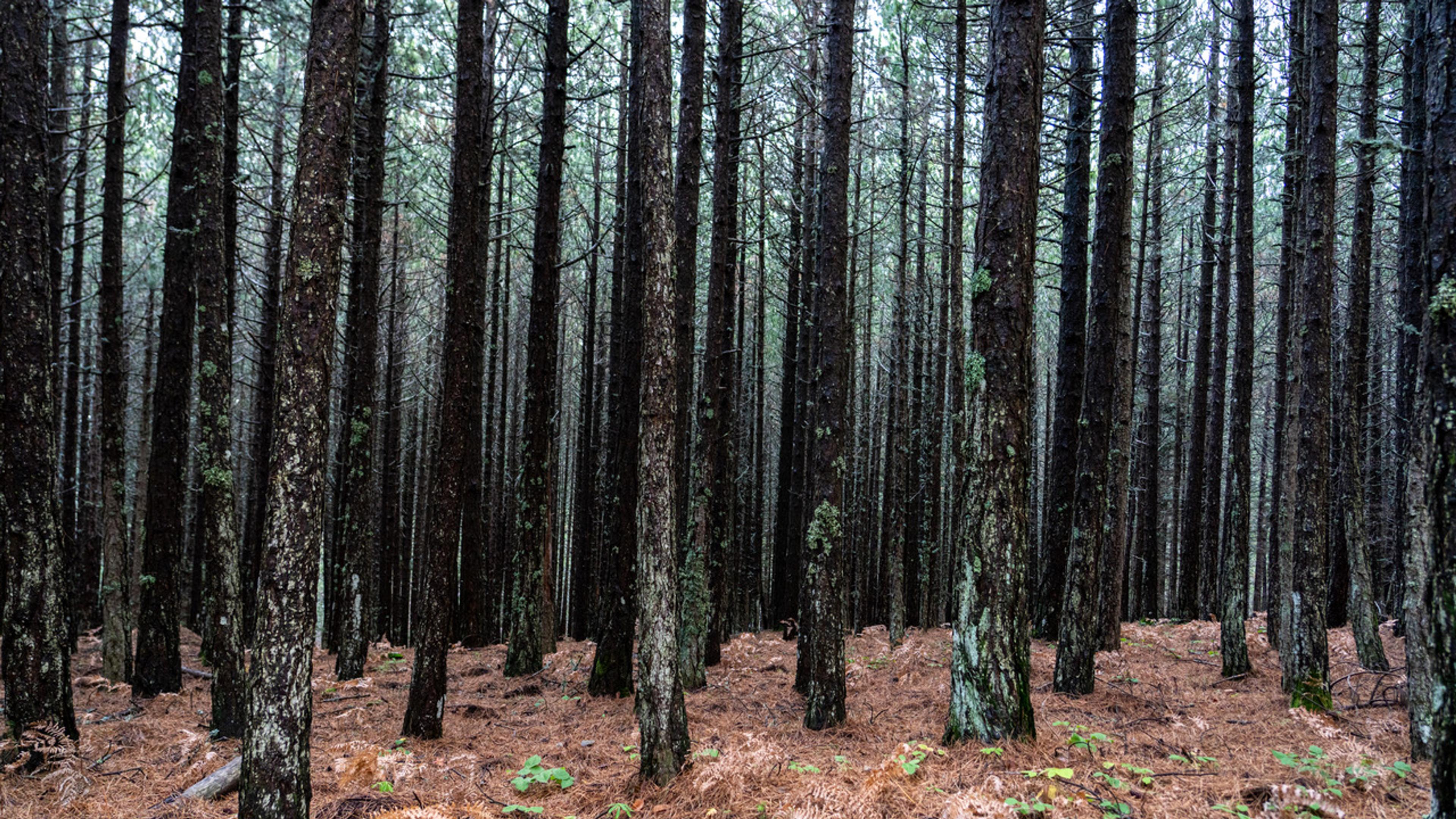 The forests of Mount Ida, 2025 Photo: Uğur Zeydanlı