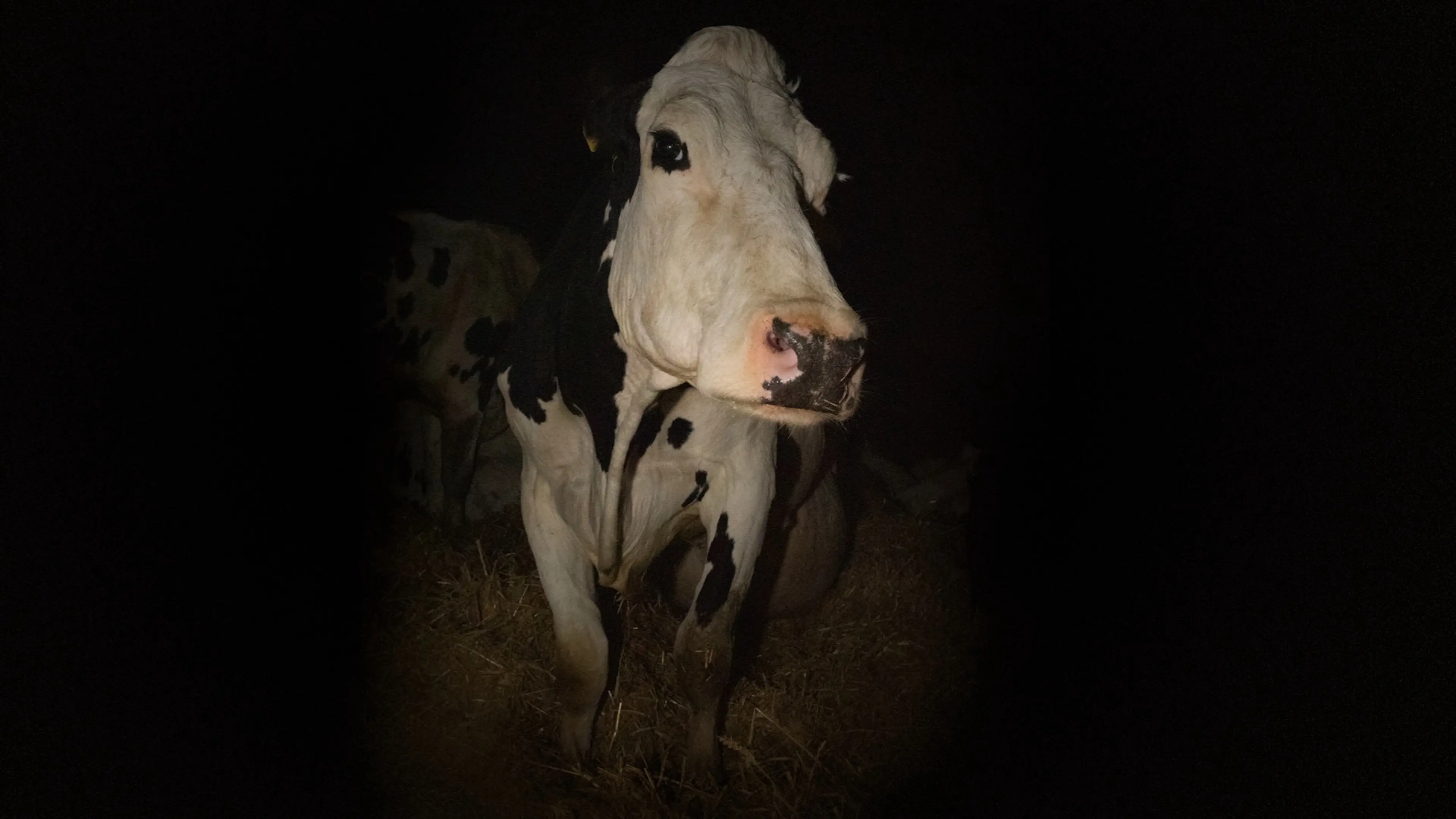 Cow [İnek] (2021) filminden bir kare ©Kat Mansoor