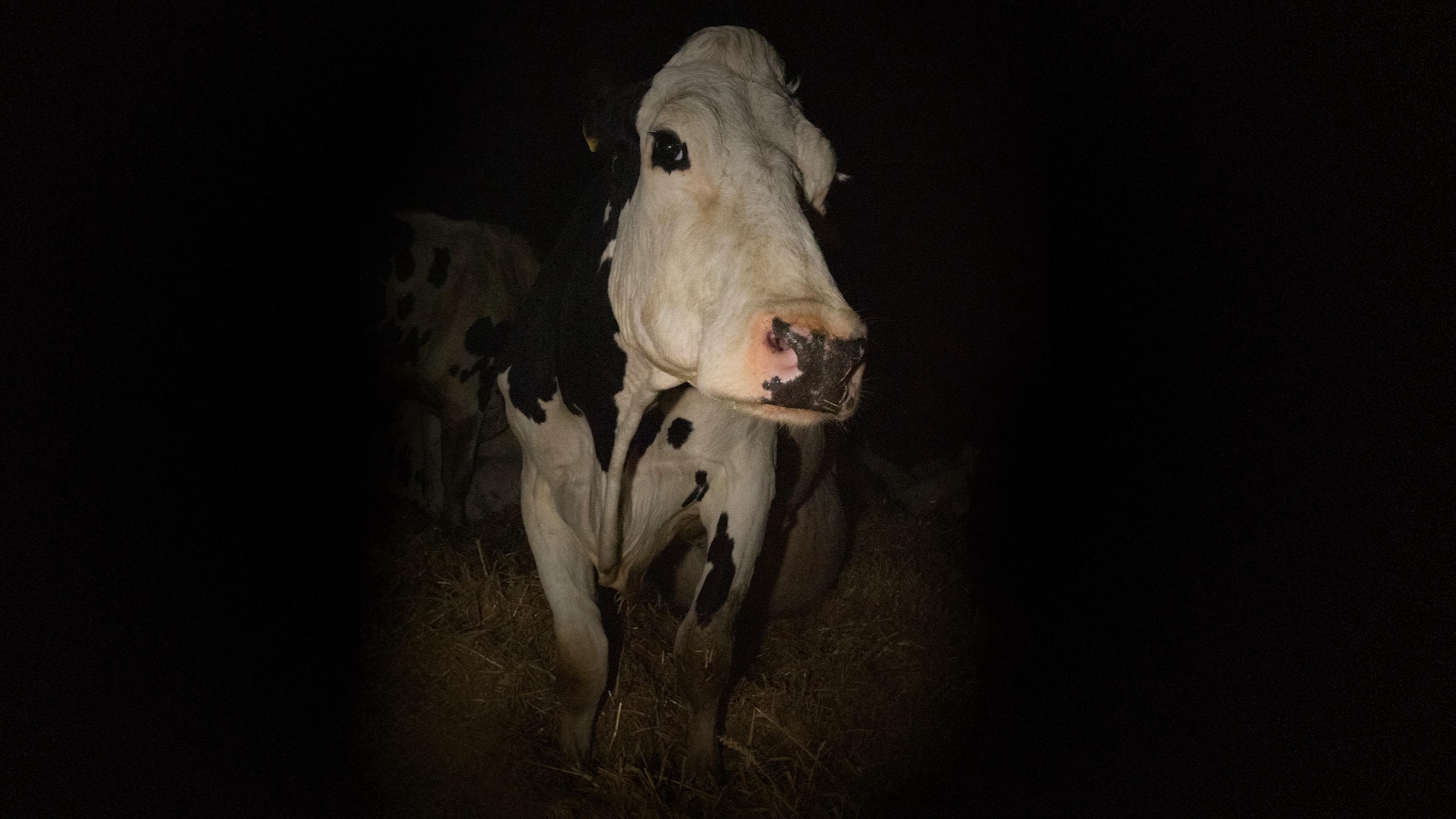 Still from Cow (2021) ©Kat Mansoor