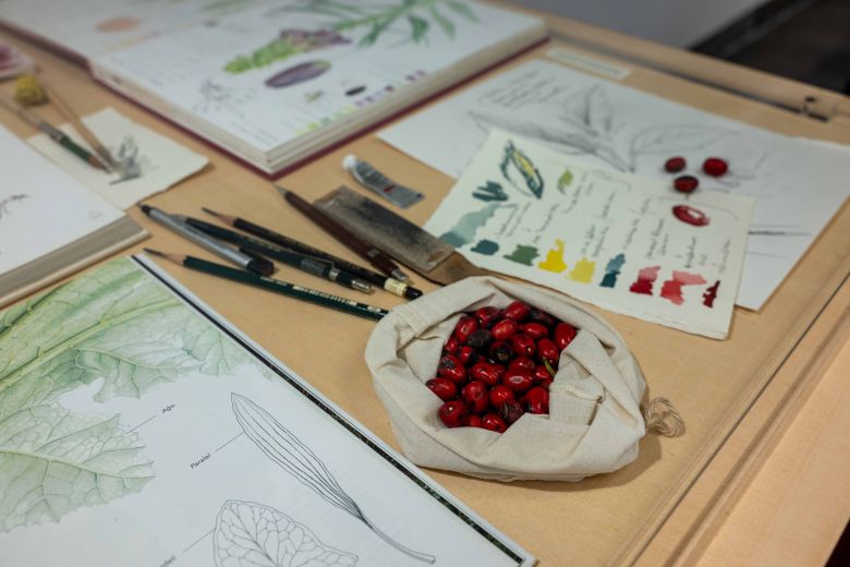 2 20 <i>Anadolu’nun Bitki Mirası</i> sergisinden görünüm, Salt Beyoğlu, 2025
Fotoğraf: Metean Bars (Salt)