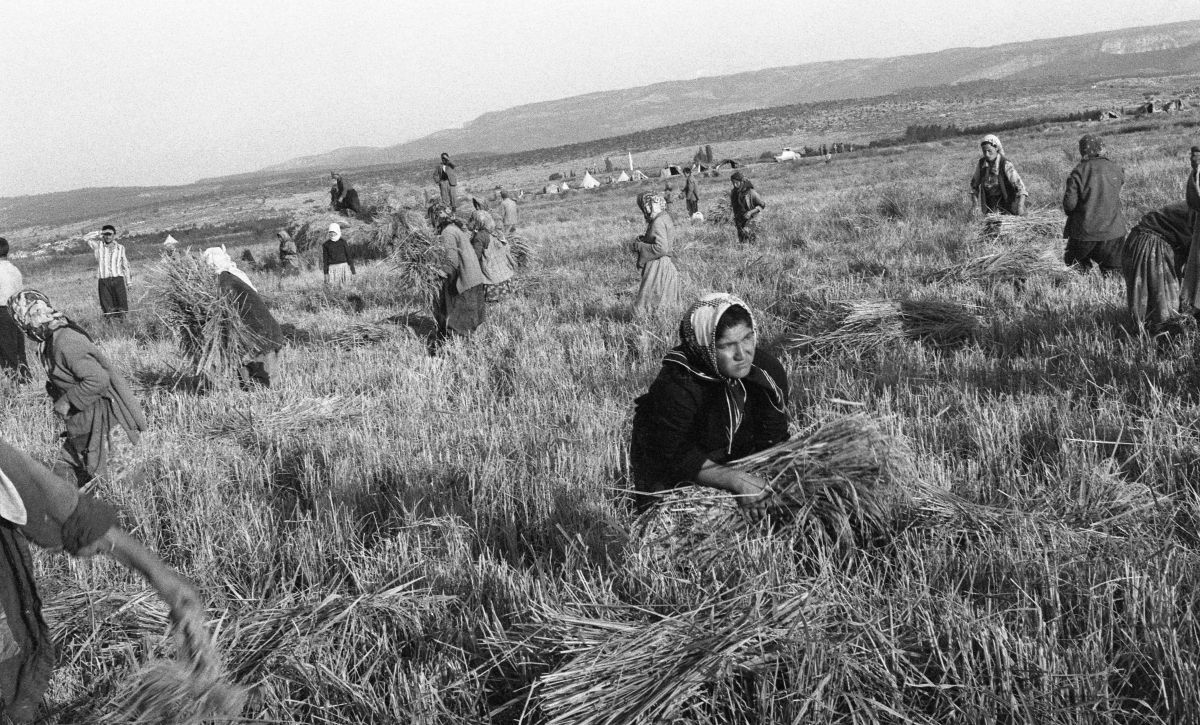 25 Silifke De Bir Celtik Tarlas Ve Calsan Insanlar Ali Oz Salt Arastrma Mersin Koleksiyonu Silifke’de bir çeltik tarlası ve çalışan insanlar<br />
Salt Araştırma, Ali Öz Arşivi