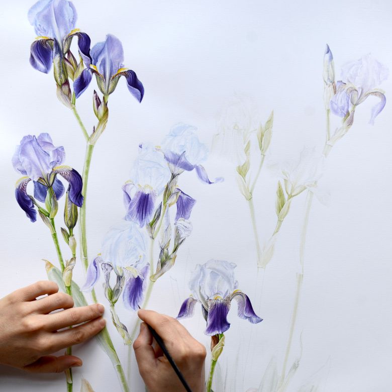 3 17 Toros süseni I <i>Iris junonia</i> Schott & Kotschy ex Schott
Işık Güner’in izniyle