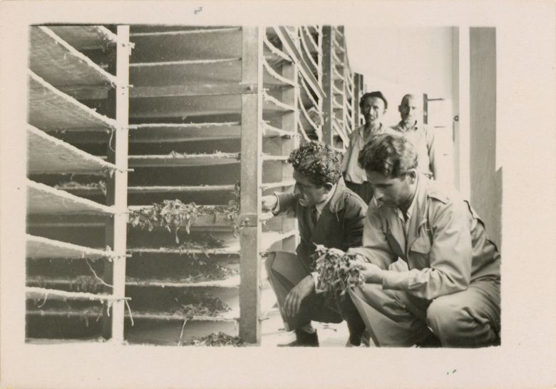 4 Yesil Cay Yapraklarnn Fabrikada Kurutulmas Çay yapraklarının fabrikada kurutulması, Rize, tarihi bilinmiyor
Salt Araştırma, Fotoğraf ve Kartpostal Arşivi
