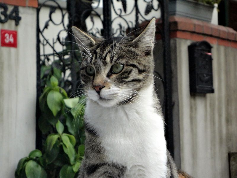 deniz kedi                                                                                                                                                                                                                                                      <i>Istanbul’un Kedisi</i> [Istanbul’s Cat]
Deniz Lenger
Koç Özel Lisesi, Tuzla
2011